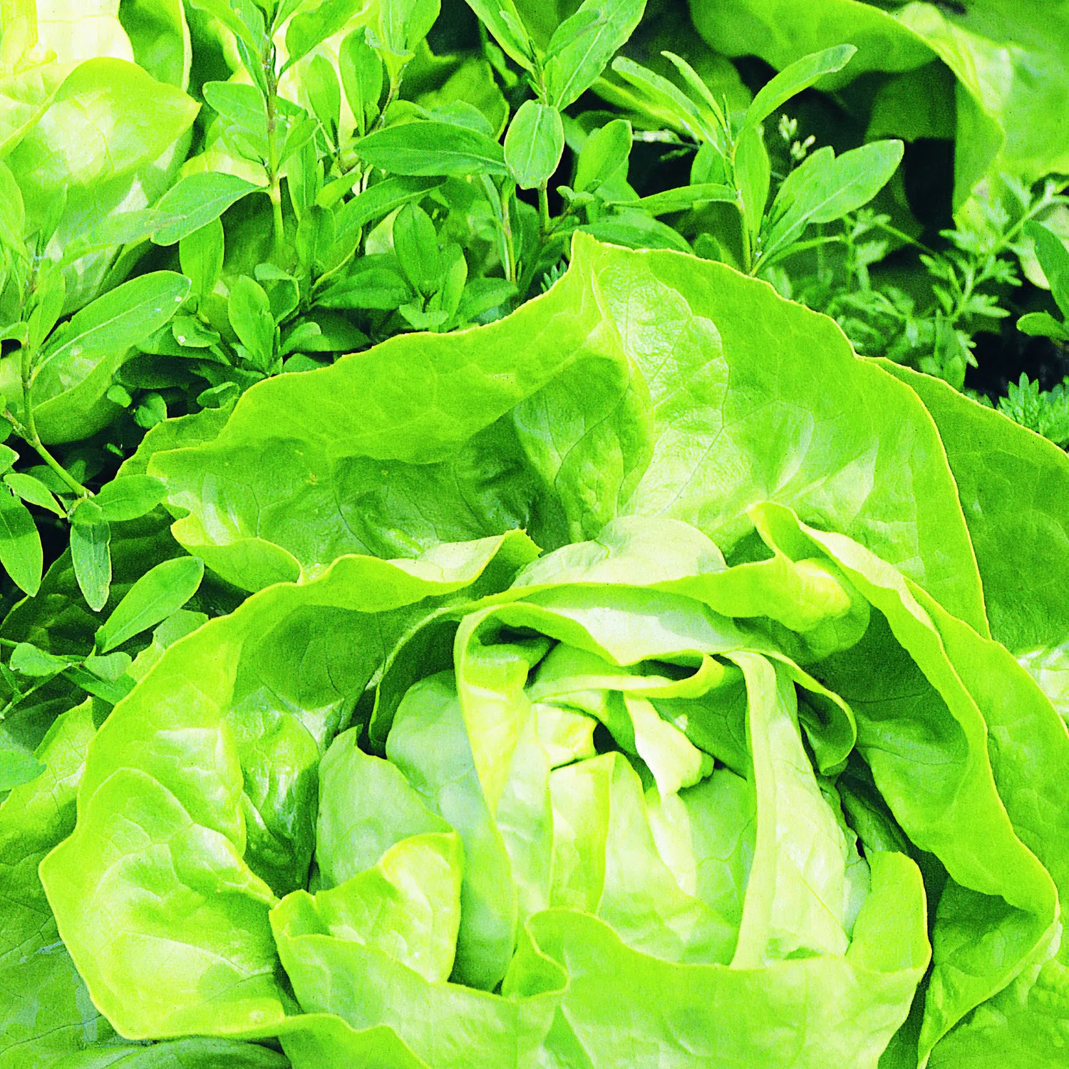 Buttercrunch Lettuce (2 Pack) - Image 3