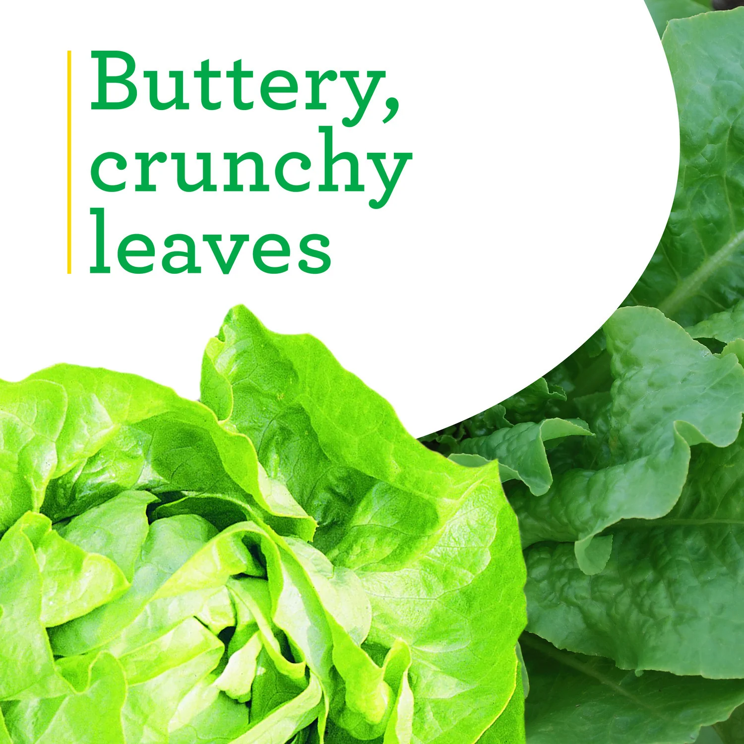 Buttercrunch Lettuce (2 Pack) - Image 4