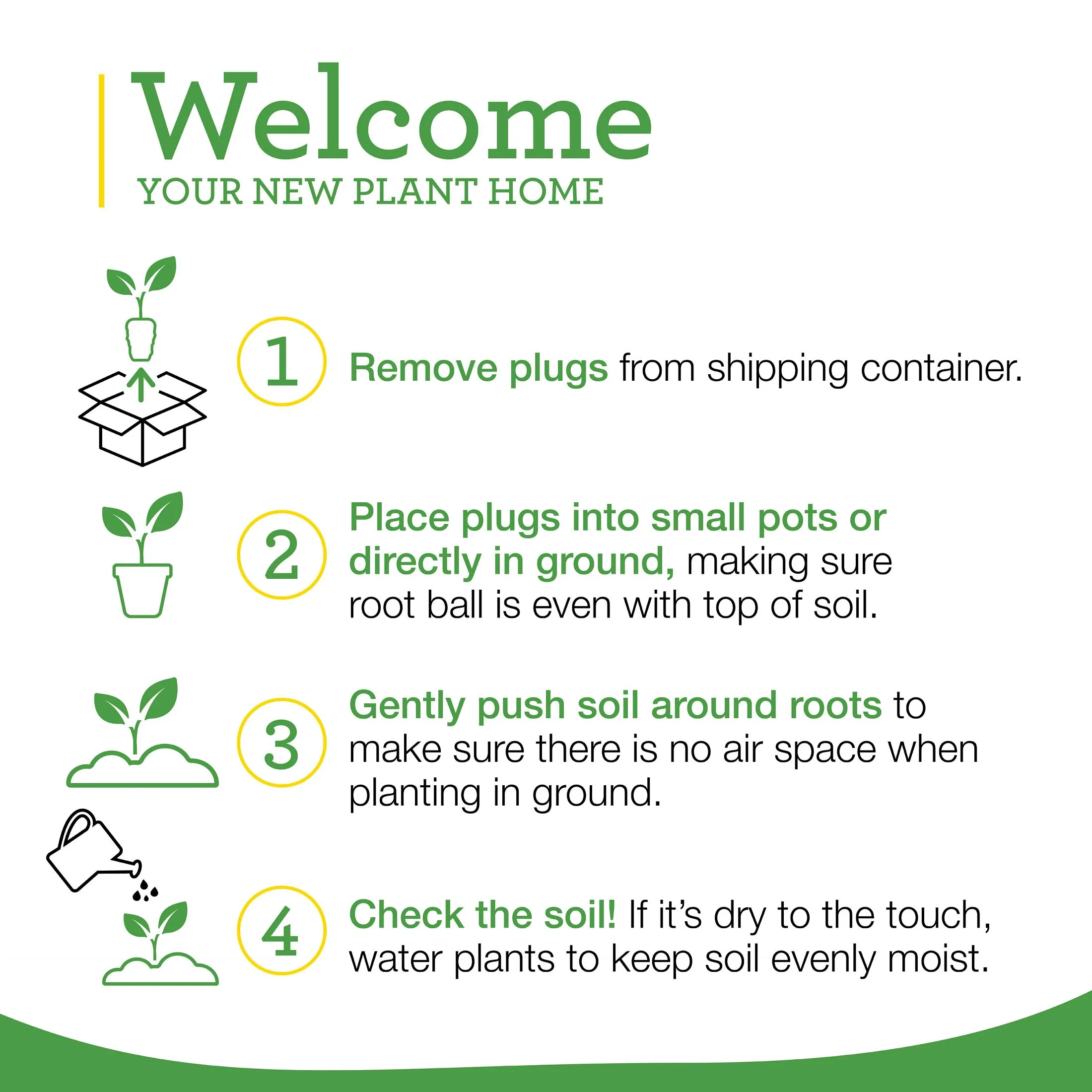 Cabbage Plugs (3 Pack) - Image 4
