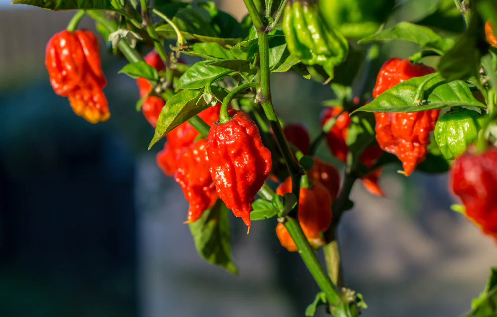 2.32 qt. Carolina Reaper Pepper - Image 3