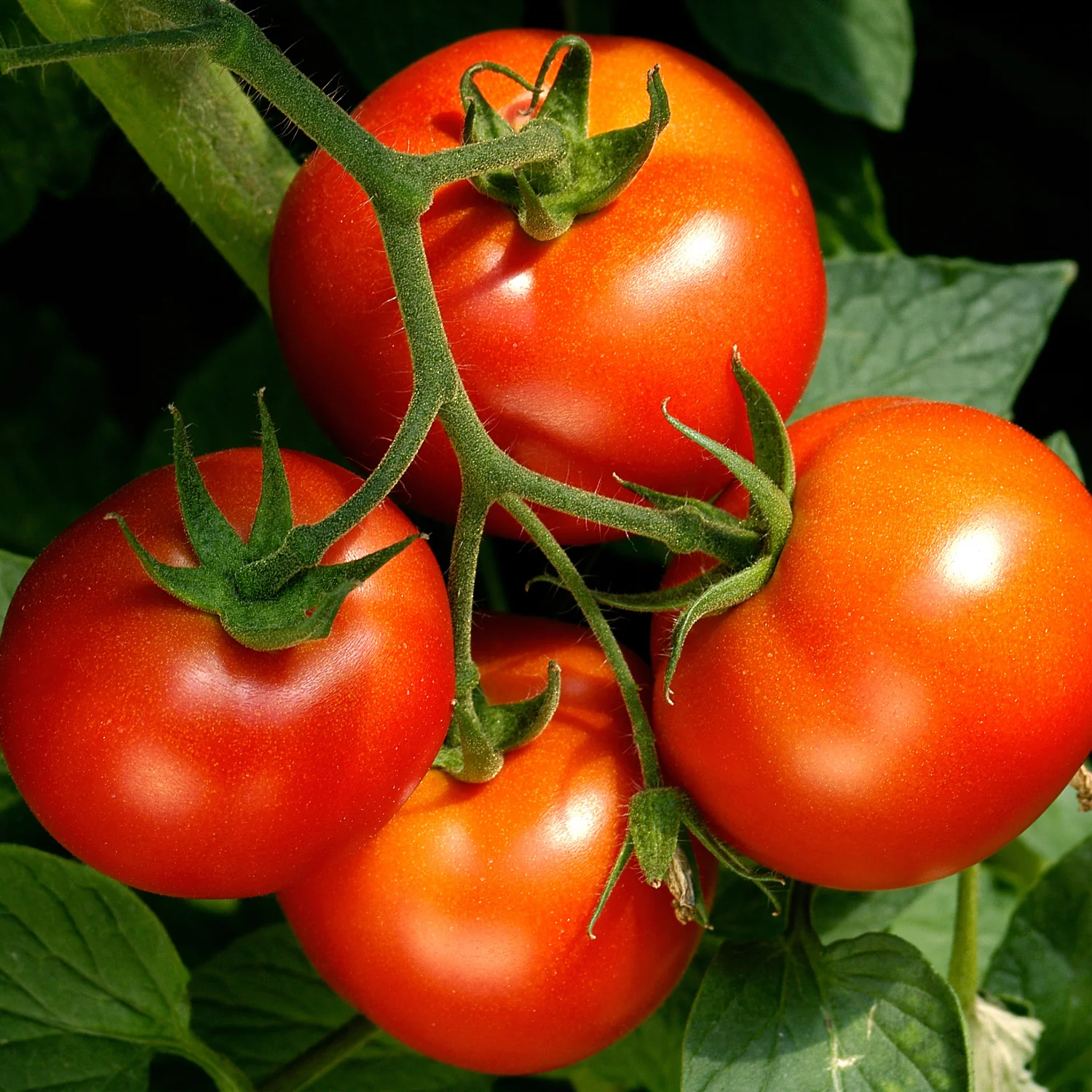 Celebrity Tomato (2 Pack) - Image 3