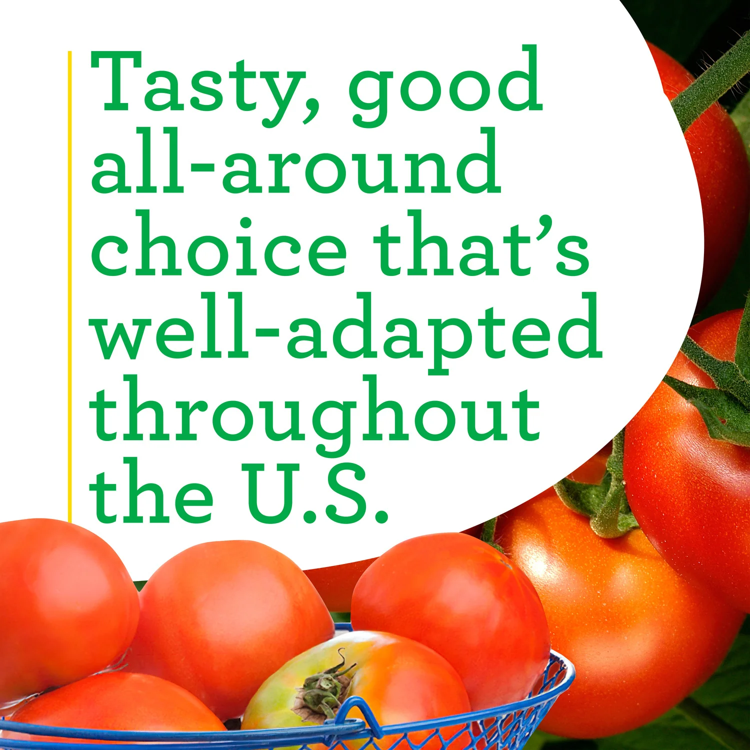 Celebrity Tomato (2 Pack) - Image 4