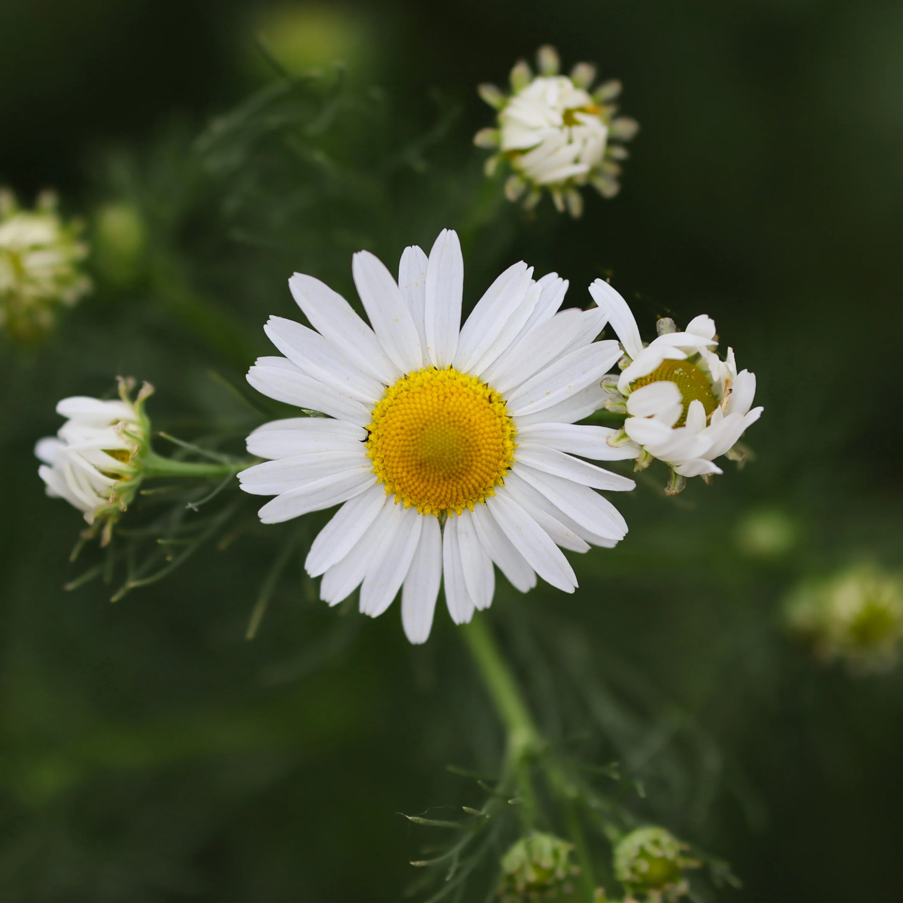 Chamomile (2 Pack) - Image 3