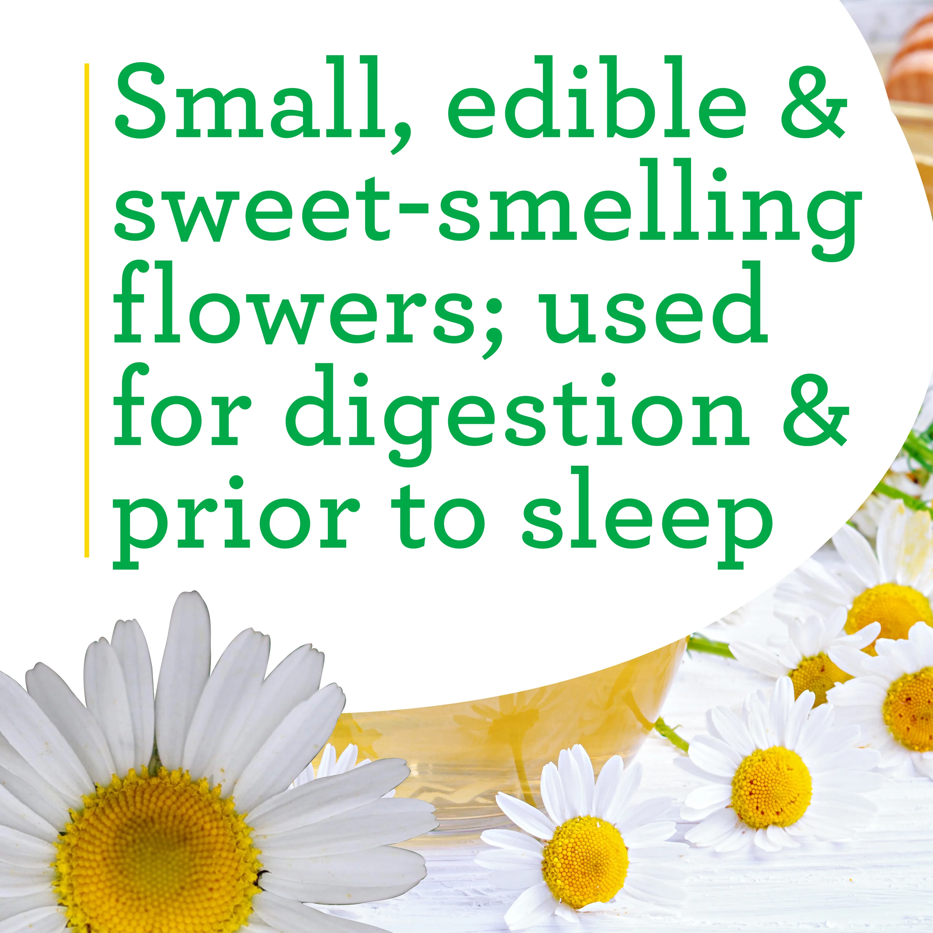 Chamomile (2 Pack) - Image 4