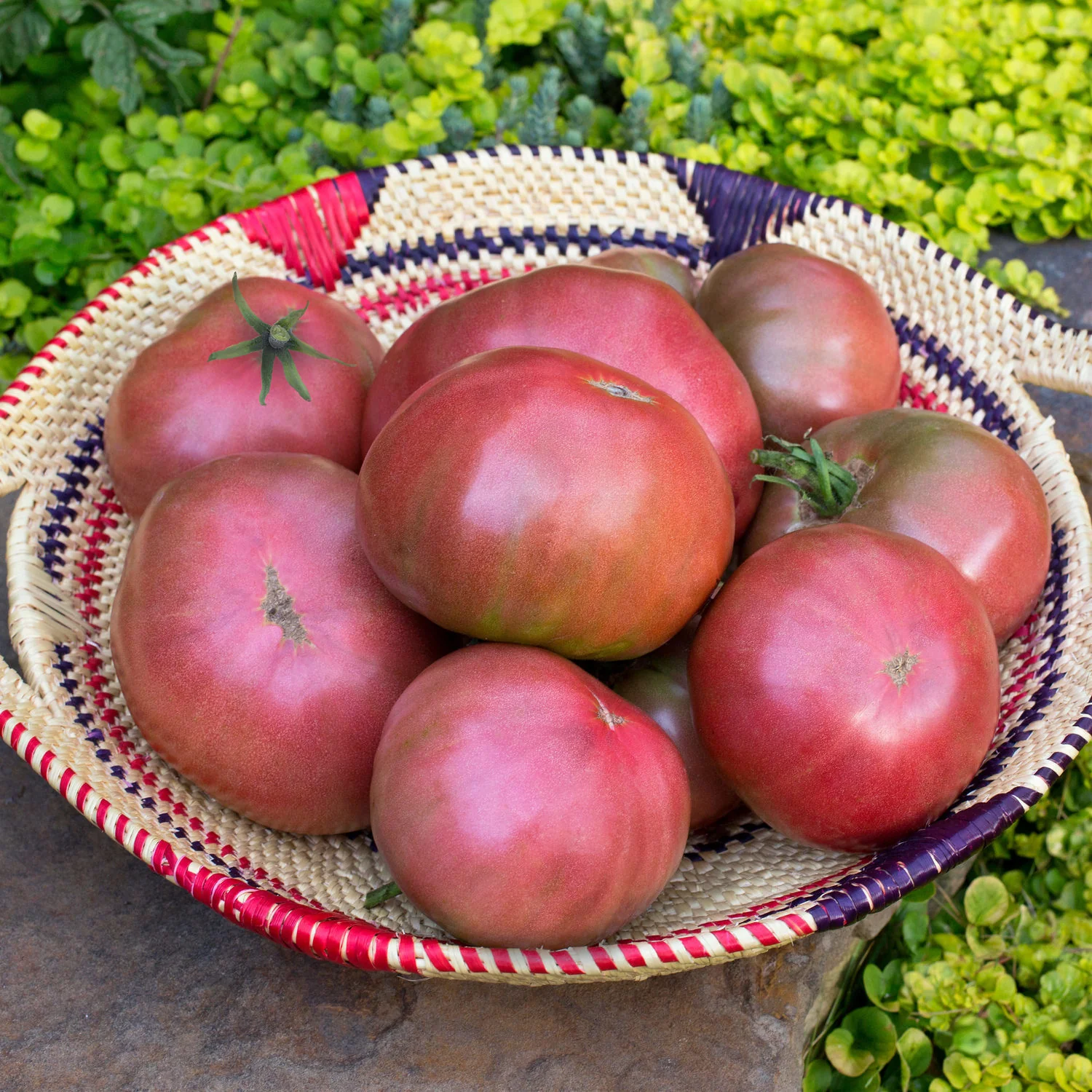 Cherokee Purple - Heirloom Tomato (2 Pack) - Image 3