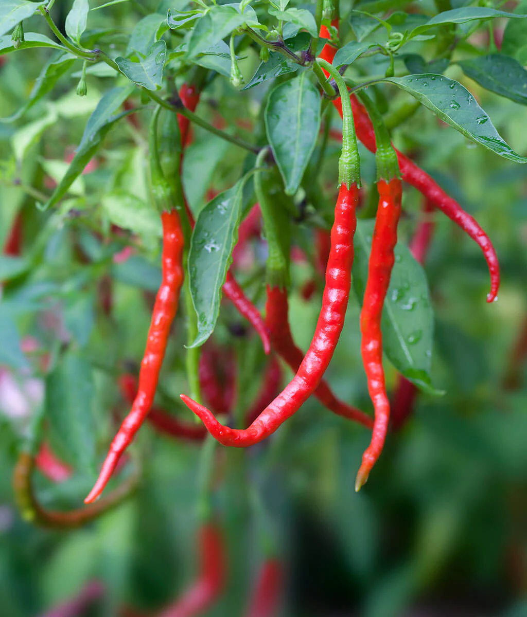 Chile De Arbol Pepper (2 Pack)