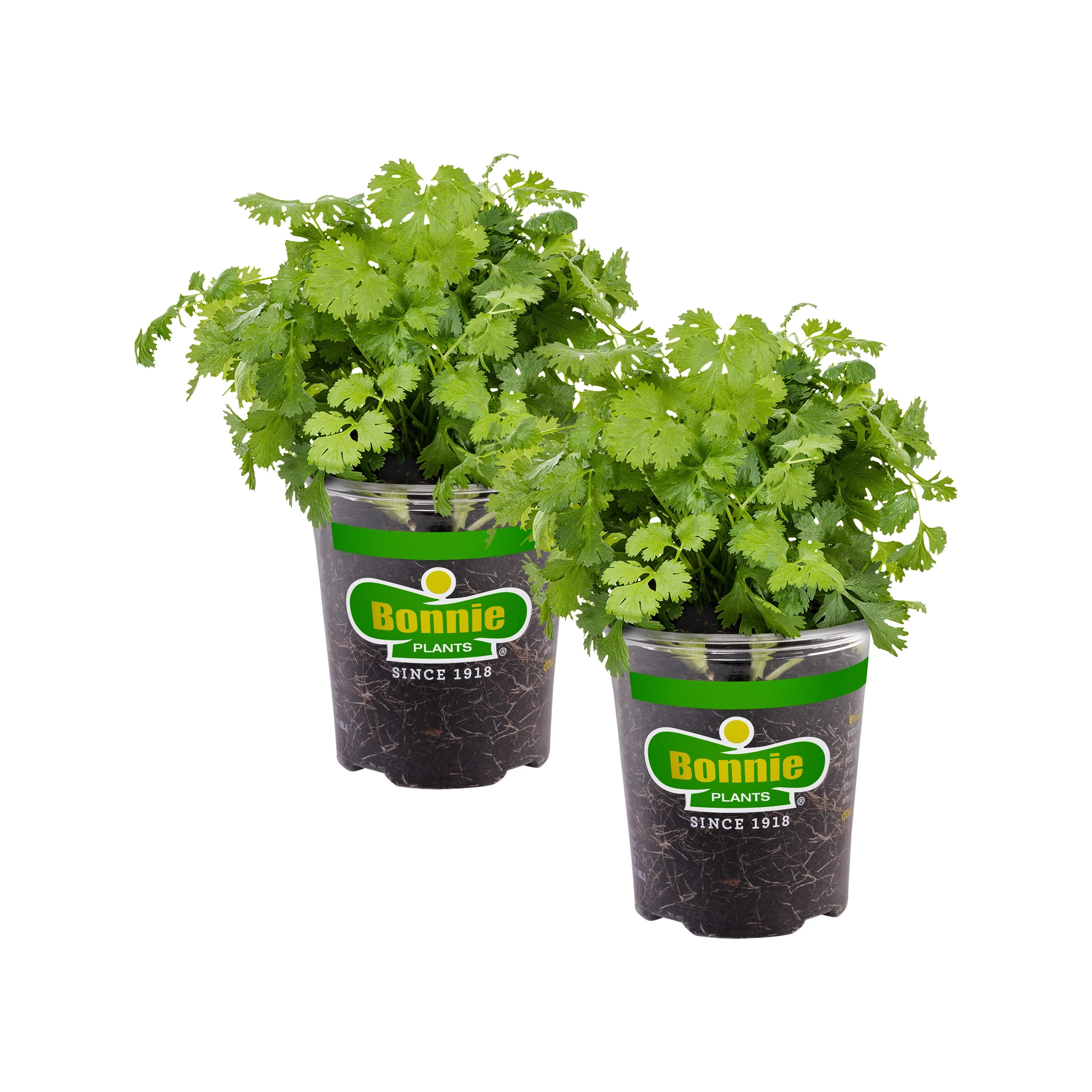 Cilantro (2 Pack) - Image 3