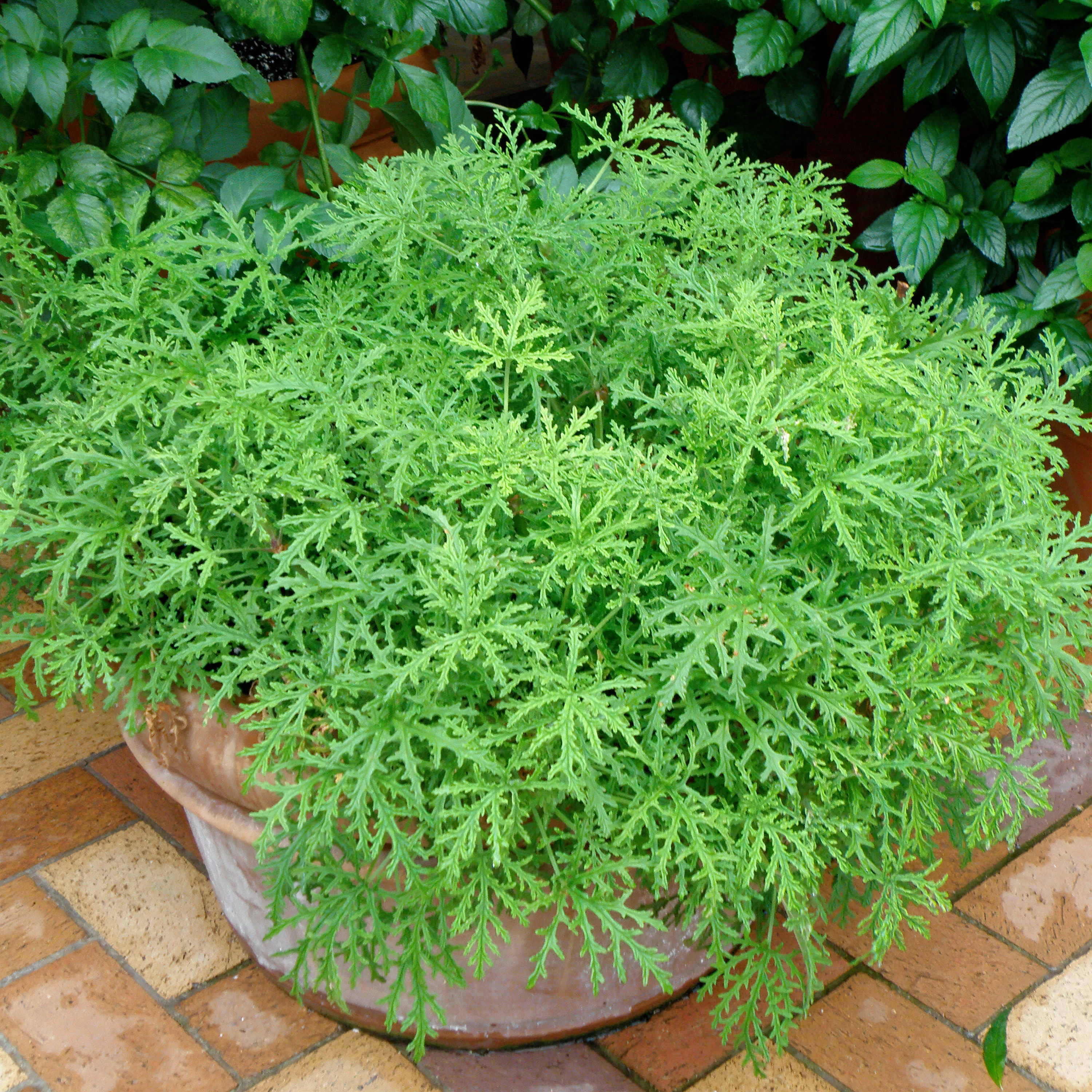 Citronella Mosquito Plant - Image 3