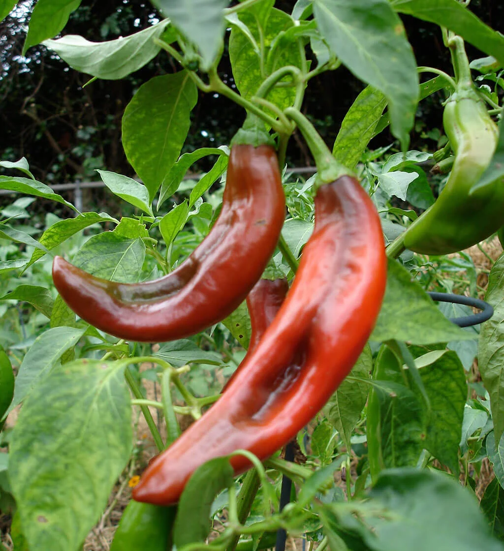 Cowhorn Pepper (2 Pack) - Image 2