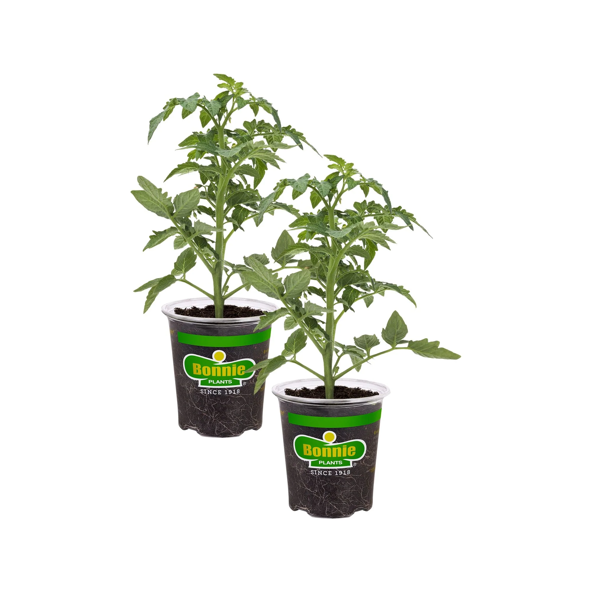 Summer Set Tomato (2 Pack) - Image 2