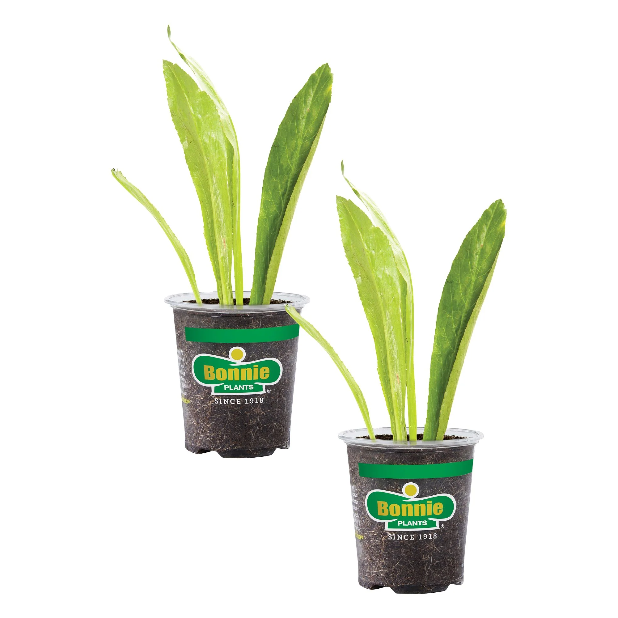 Culantro (2 Pack) - Image 2
