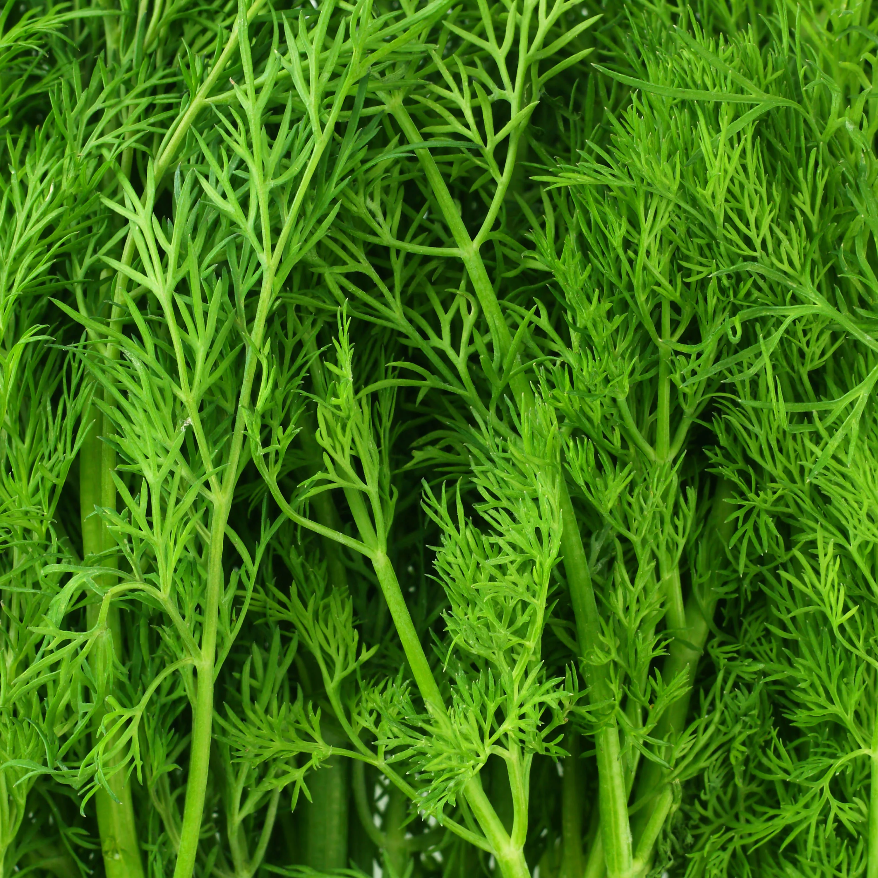 Dill (2 Pack) - Image 3