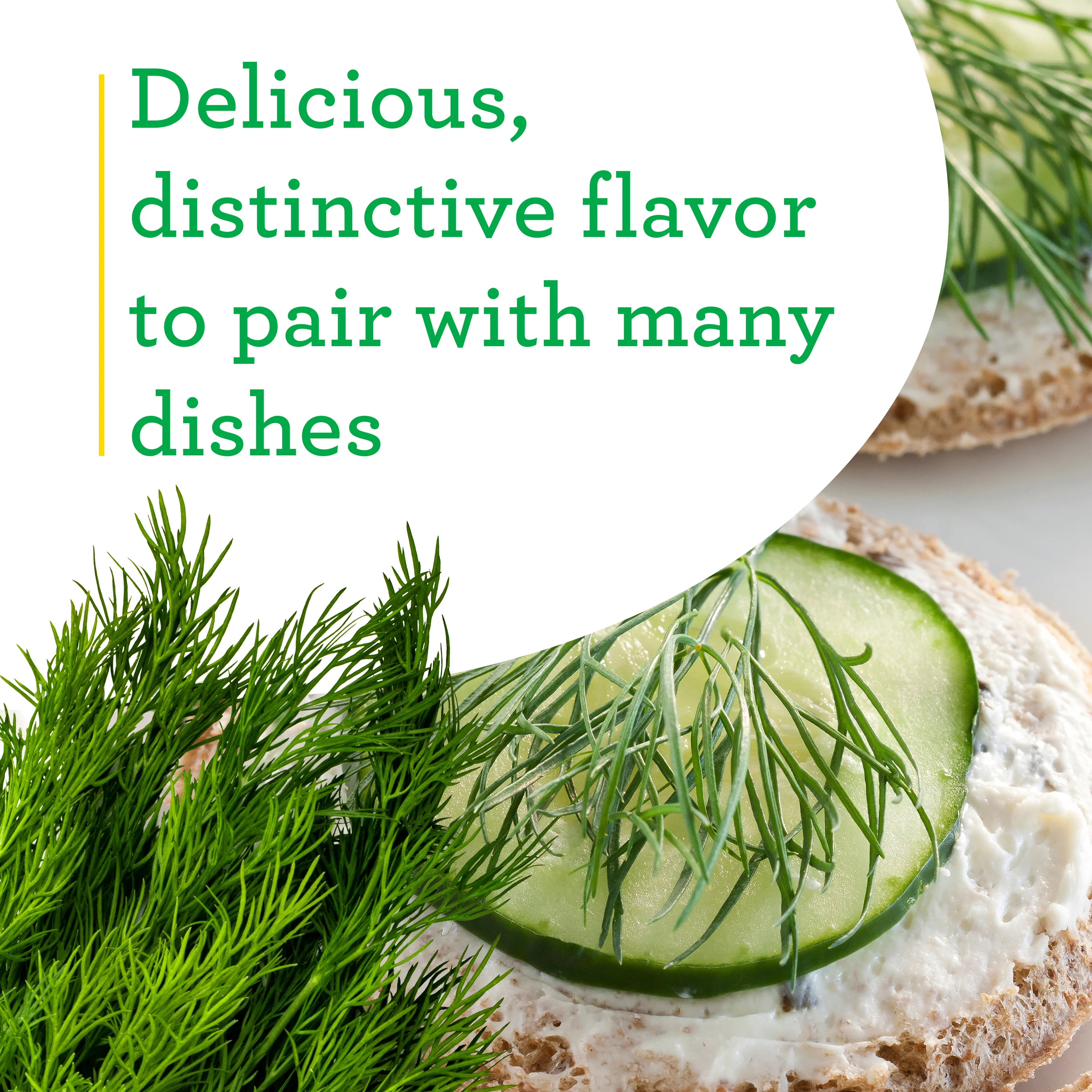 Dill (2 Pack) - Image 4