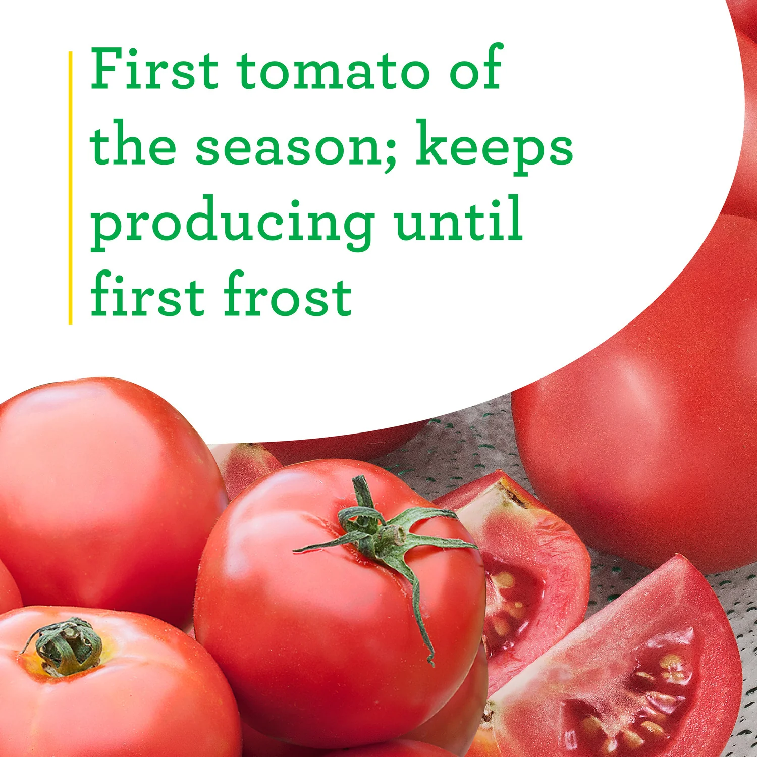 Early Girl Tomato (2 Pack) - Image 4