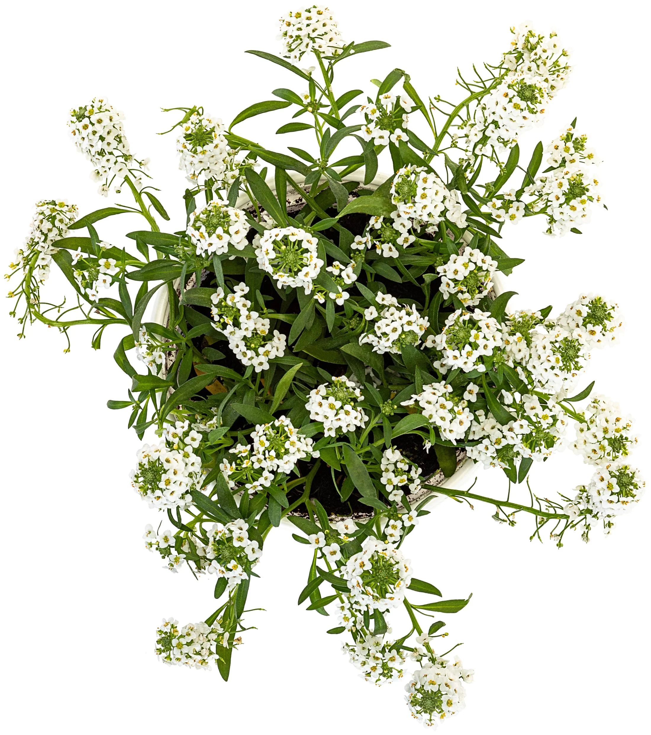 Edible Lobularia (2 Pack) - Image 3