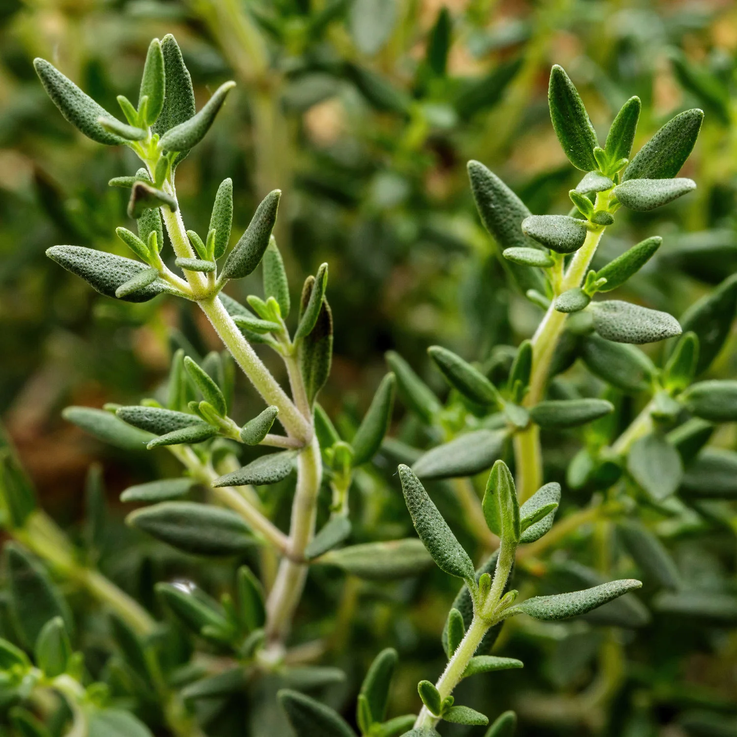 English Thyme (2 Pack) - Image 3