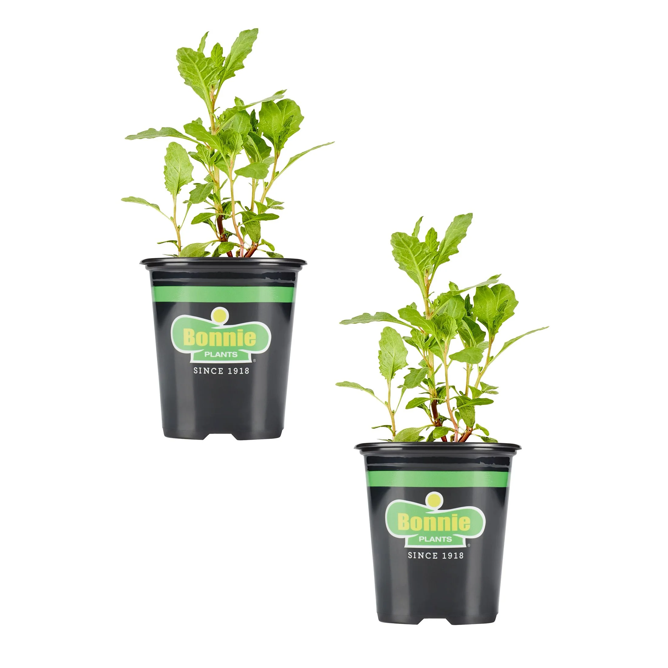 Epazote (2 Pack)