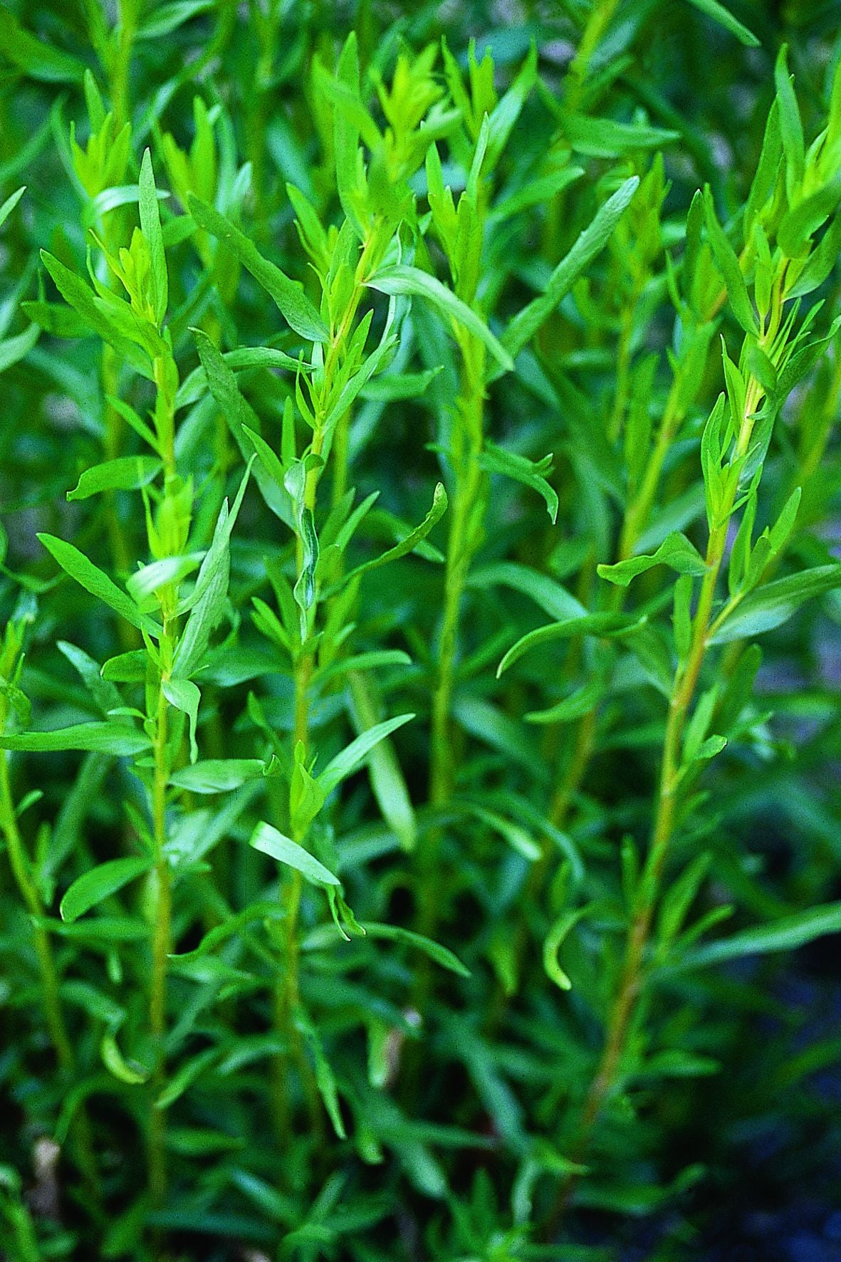 French Tarragon (2 Pack) - Image 3