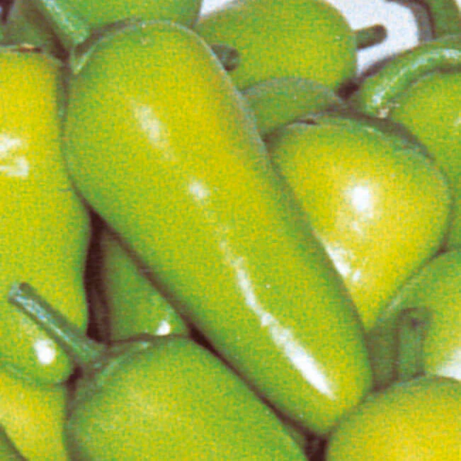 Fresno Chili Pepper (2 Pack)