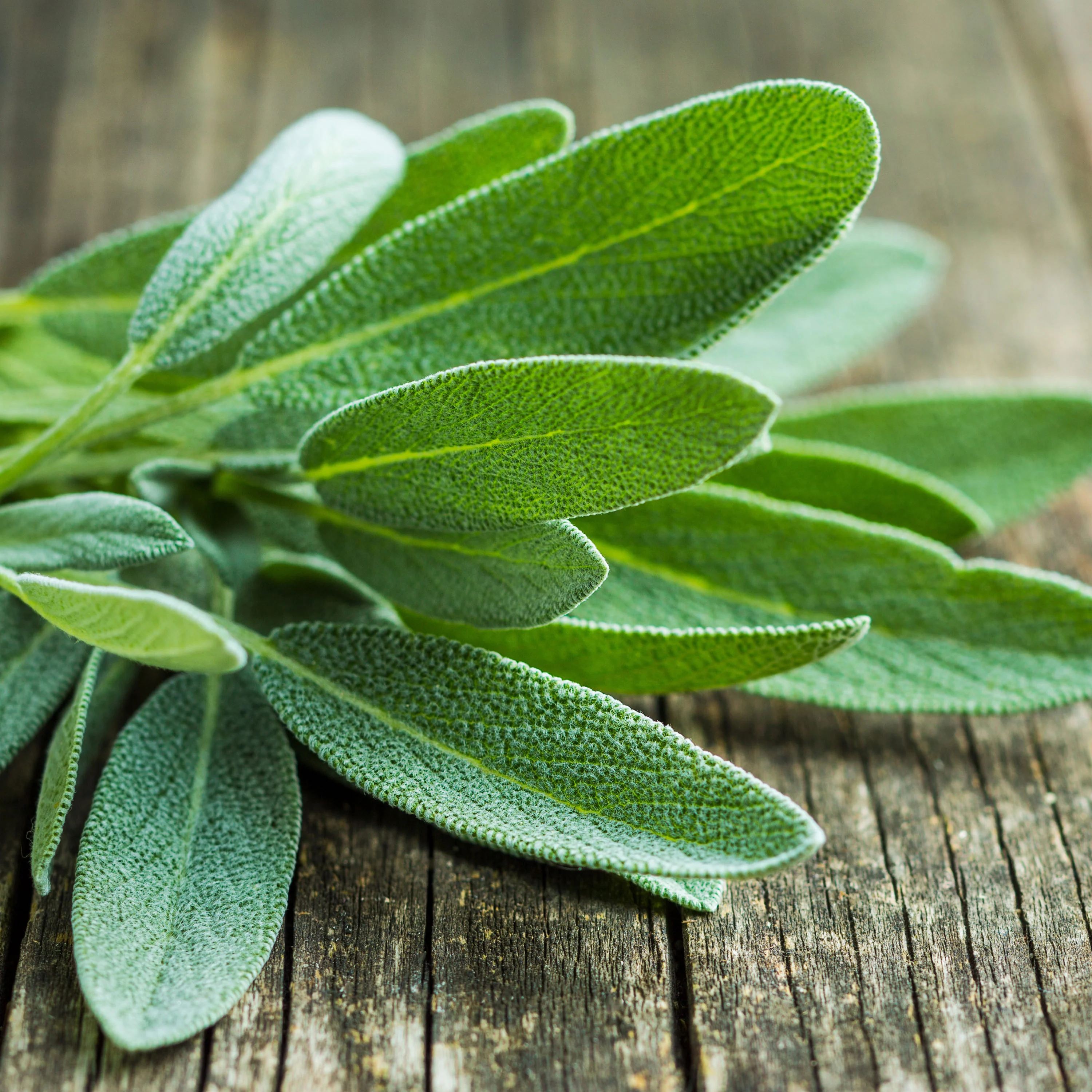 Garden Sage (2 Pack) - Image 3