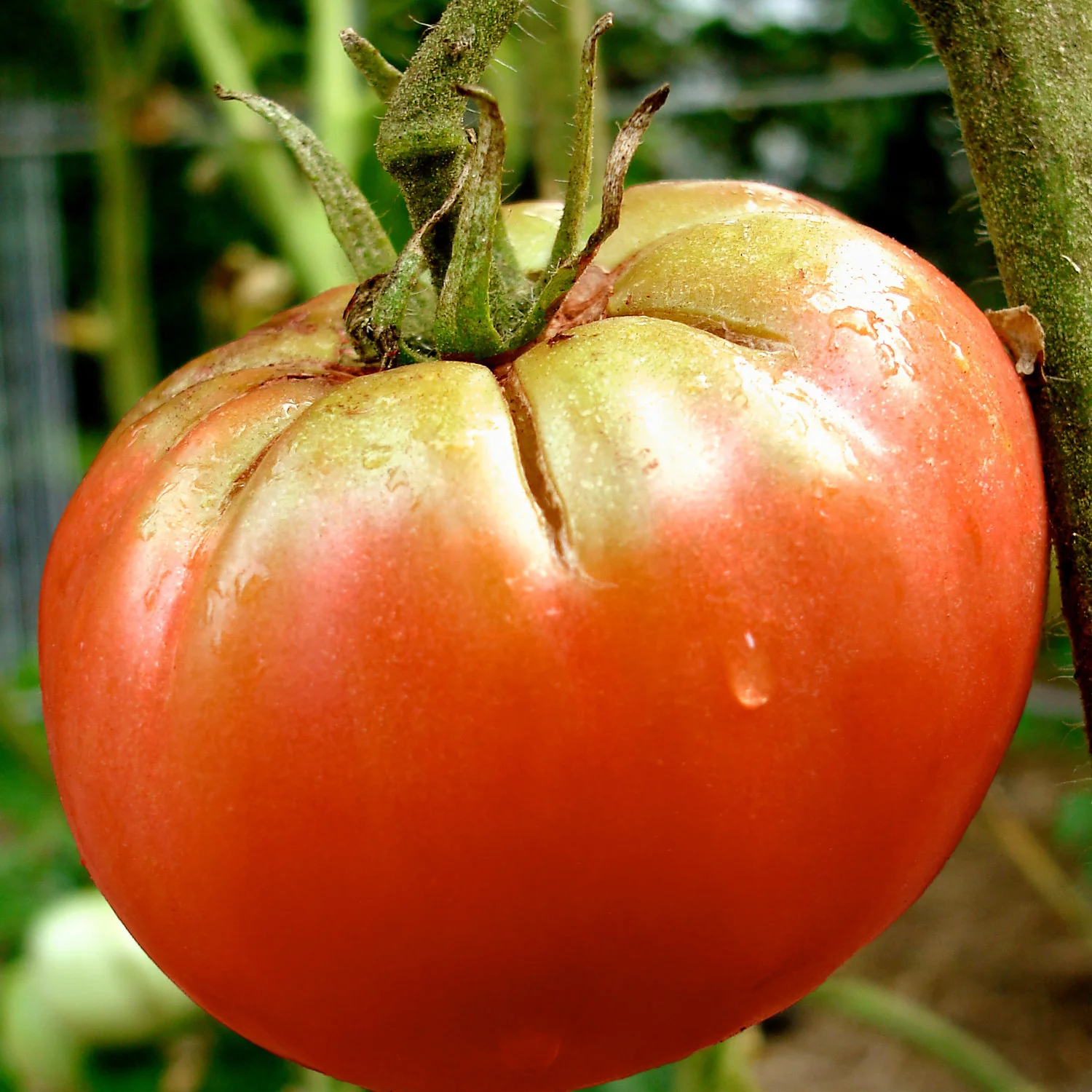 German Queen Heirloom Tomato (2 Pack) - Image 3