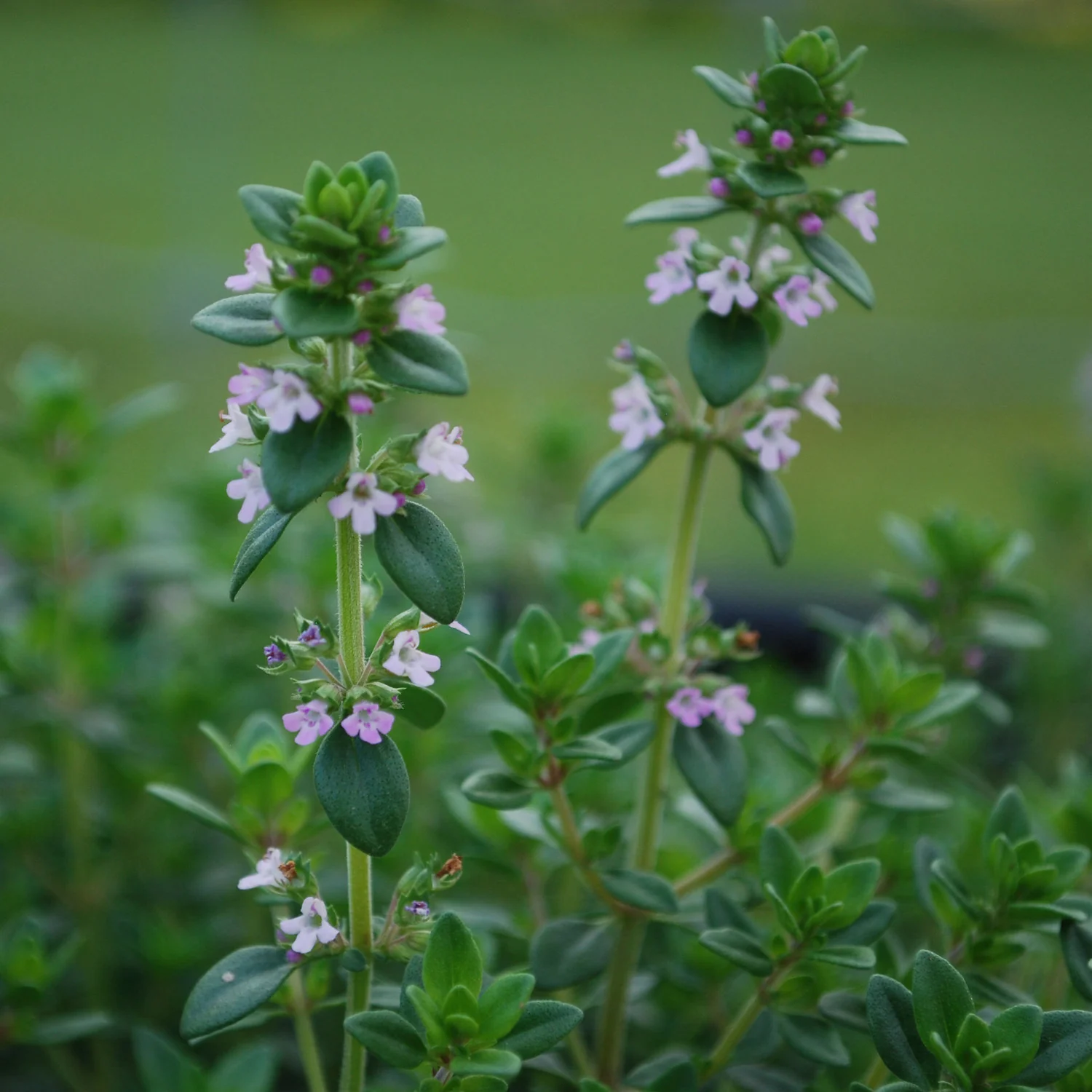 German Thyme (2 Pack) - Image 3
