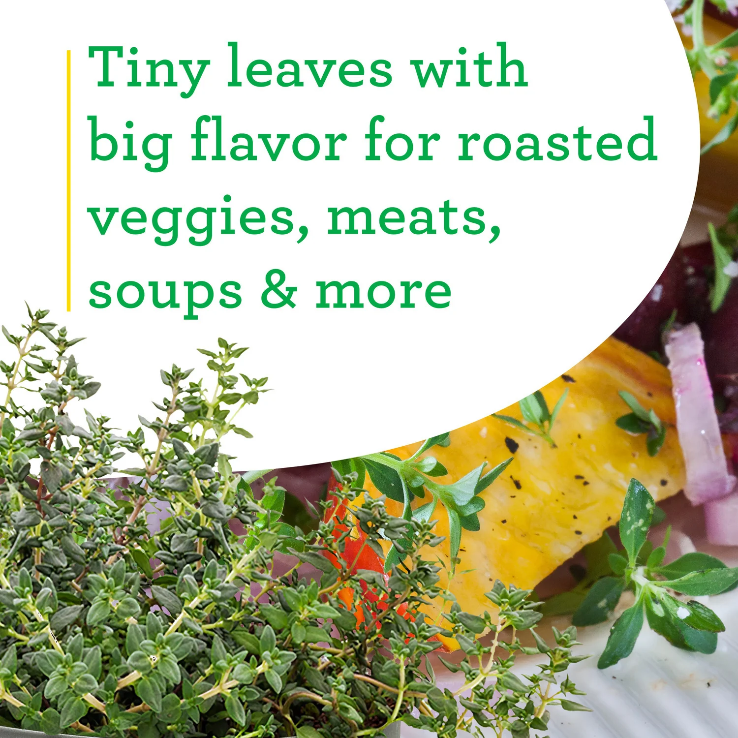 German Thyme (2 Pack) - Image 4