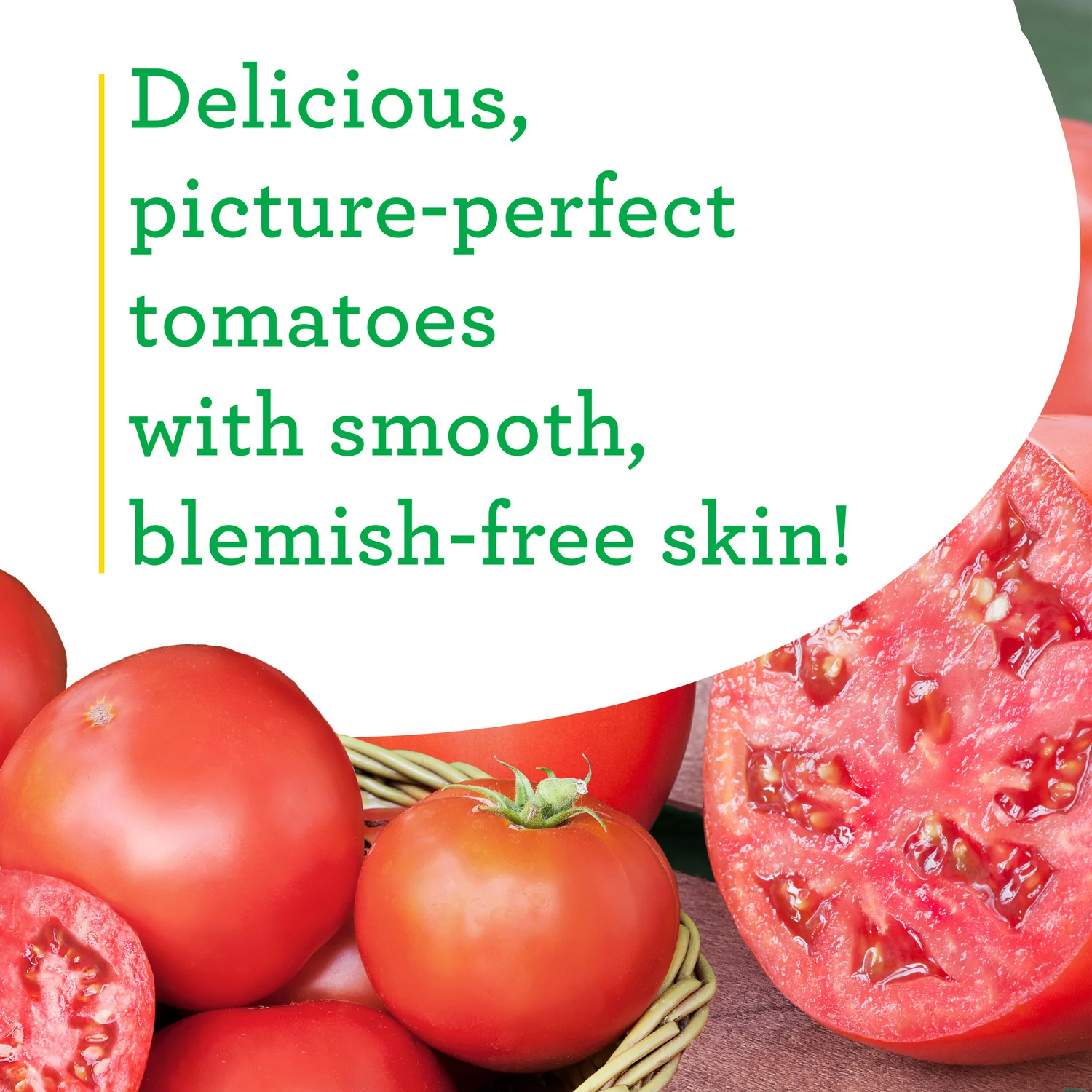 Bush Goliath Tomato (2 Pack) - Image 4