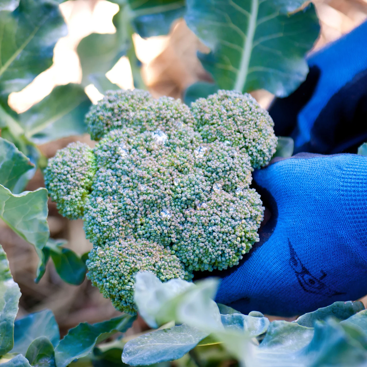 Green Magic Broccoli (2 Pack) - Image 3