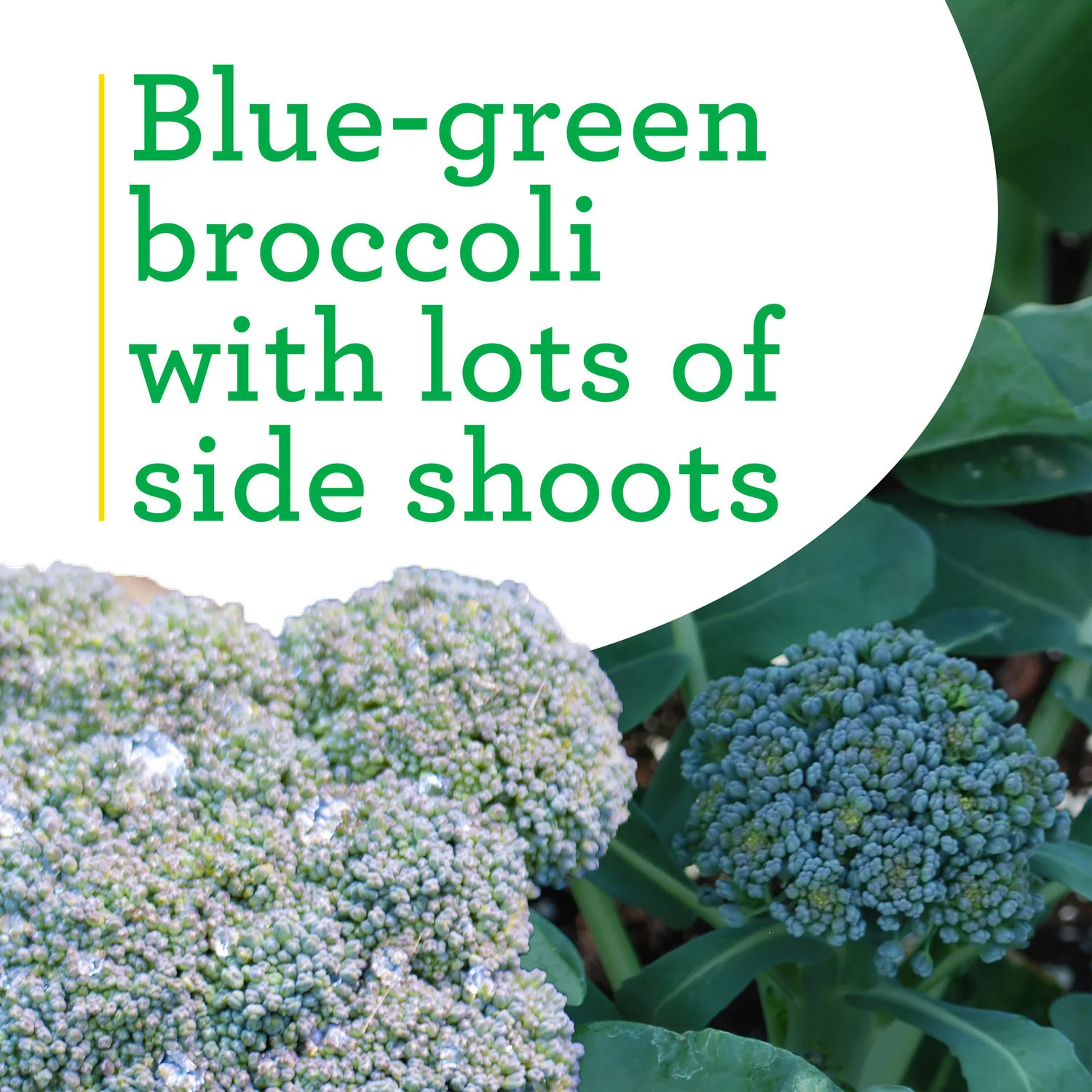Green Magic Broccoli (2 Pack) - Image 4