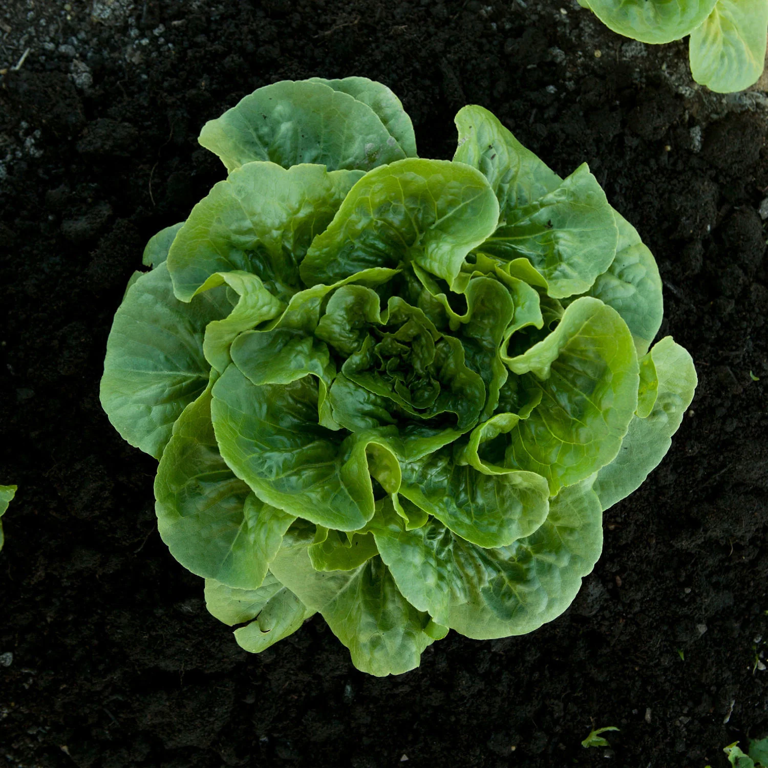 Green Romaine Lettuce (2 Pack) - Image 3