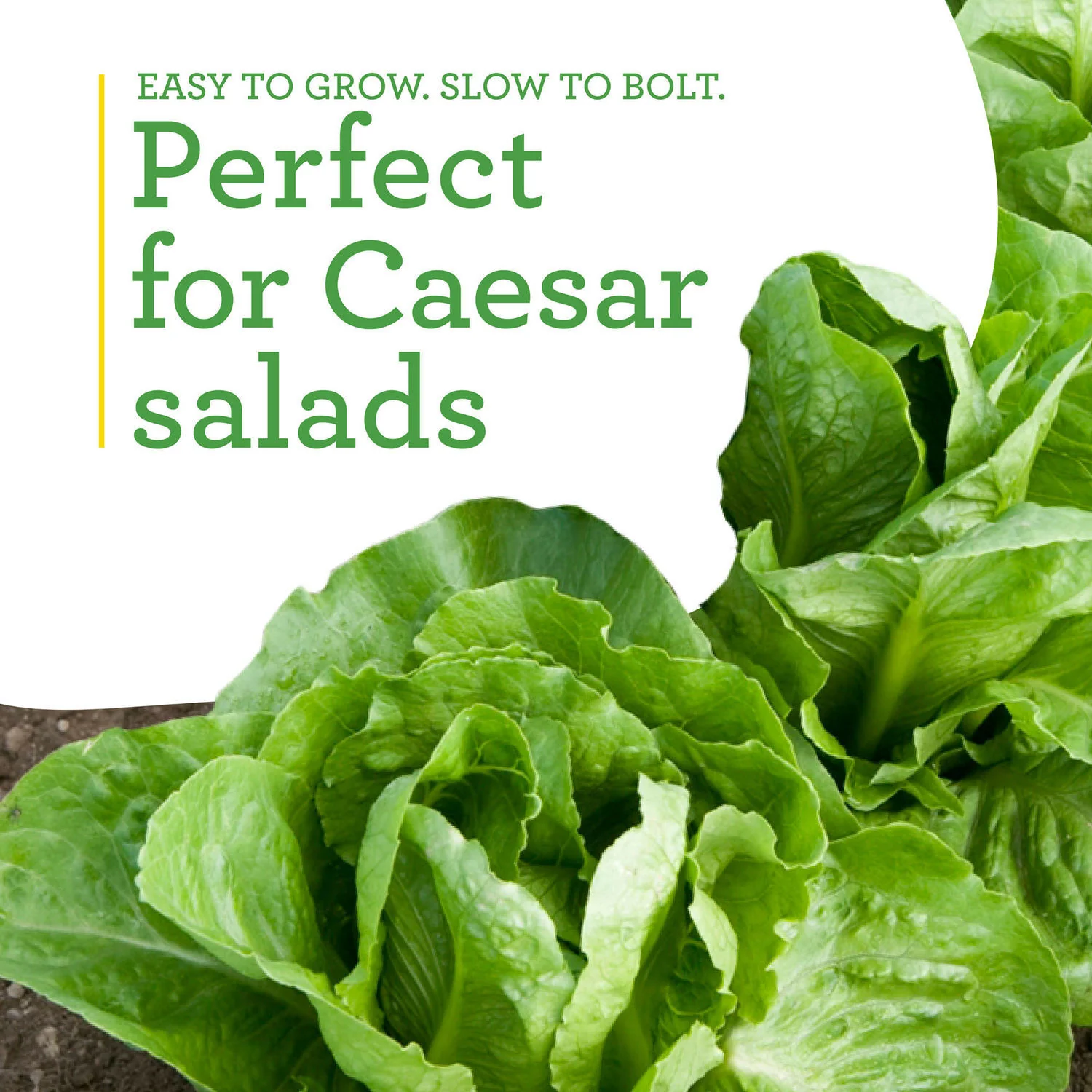 Green Romaine Lettuce (2 Pack) - Image 4