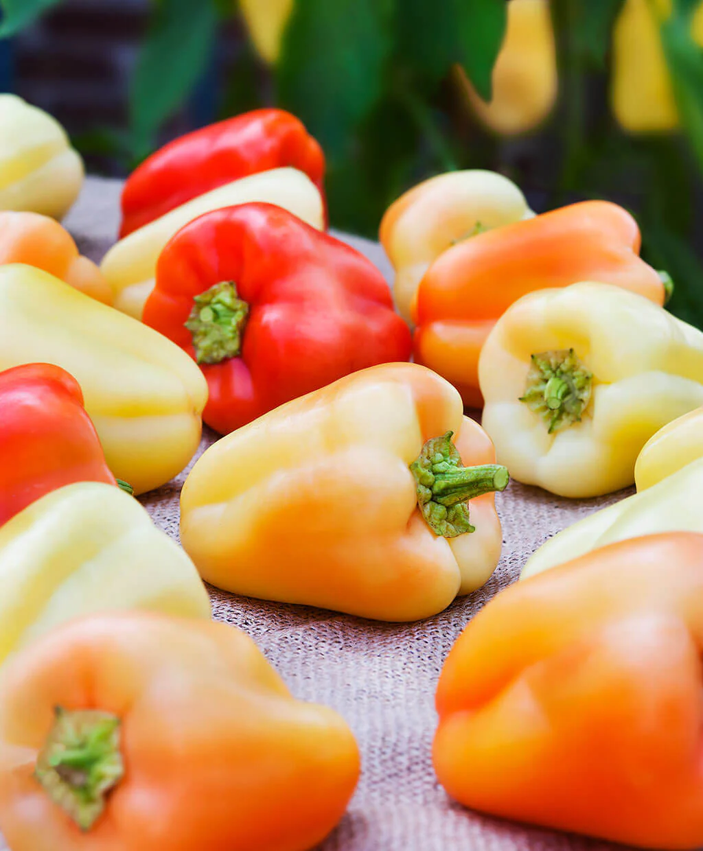 Gypsy Pepper (2 Pack) - Image 3