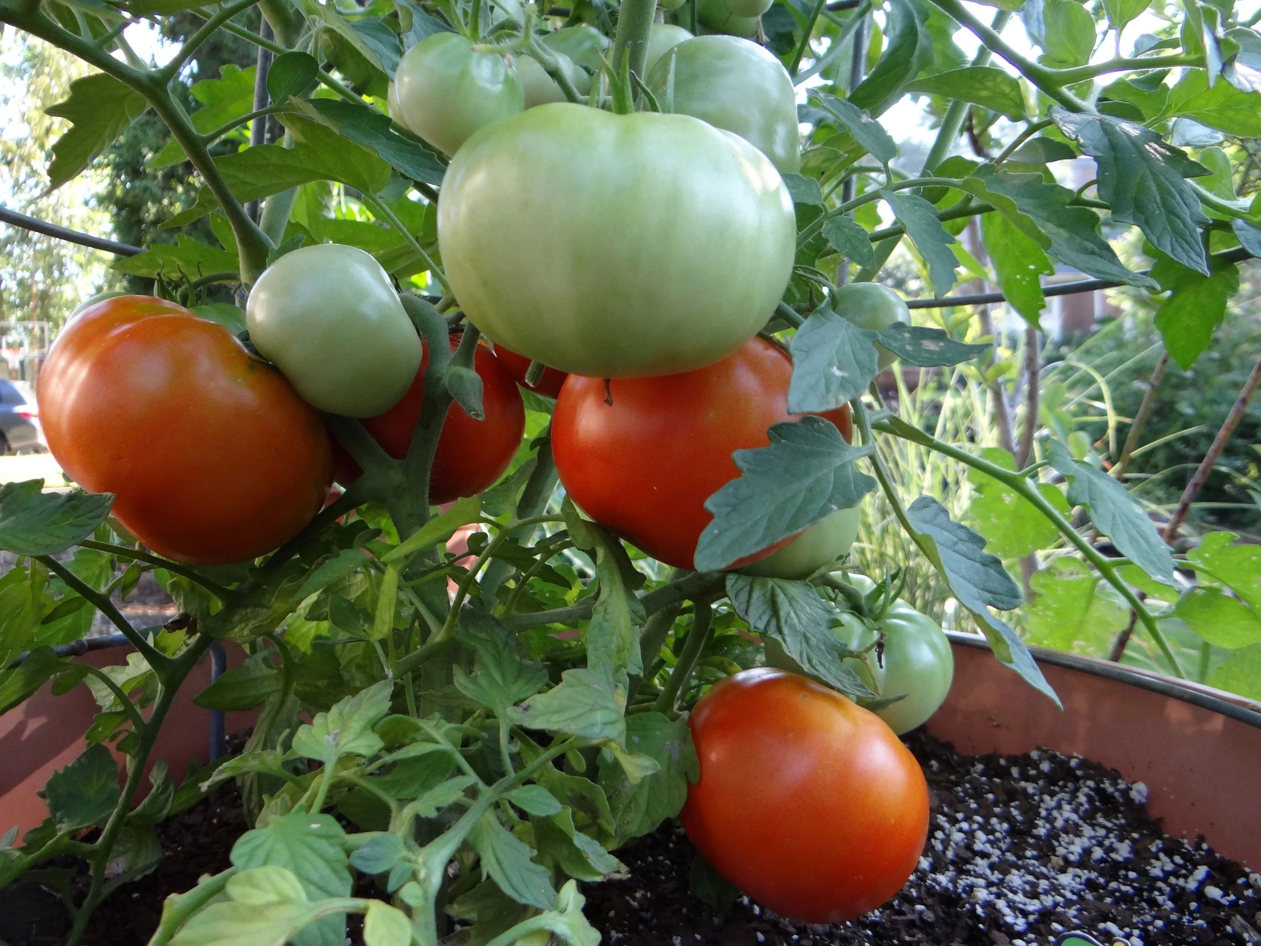 Heatmaster Tomato (2 Pack) - Image 4