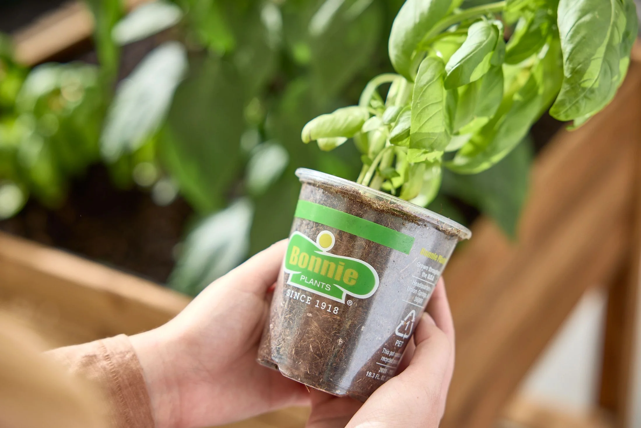 Holy Basil (2 Pack) - Image 5
