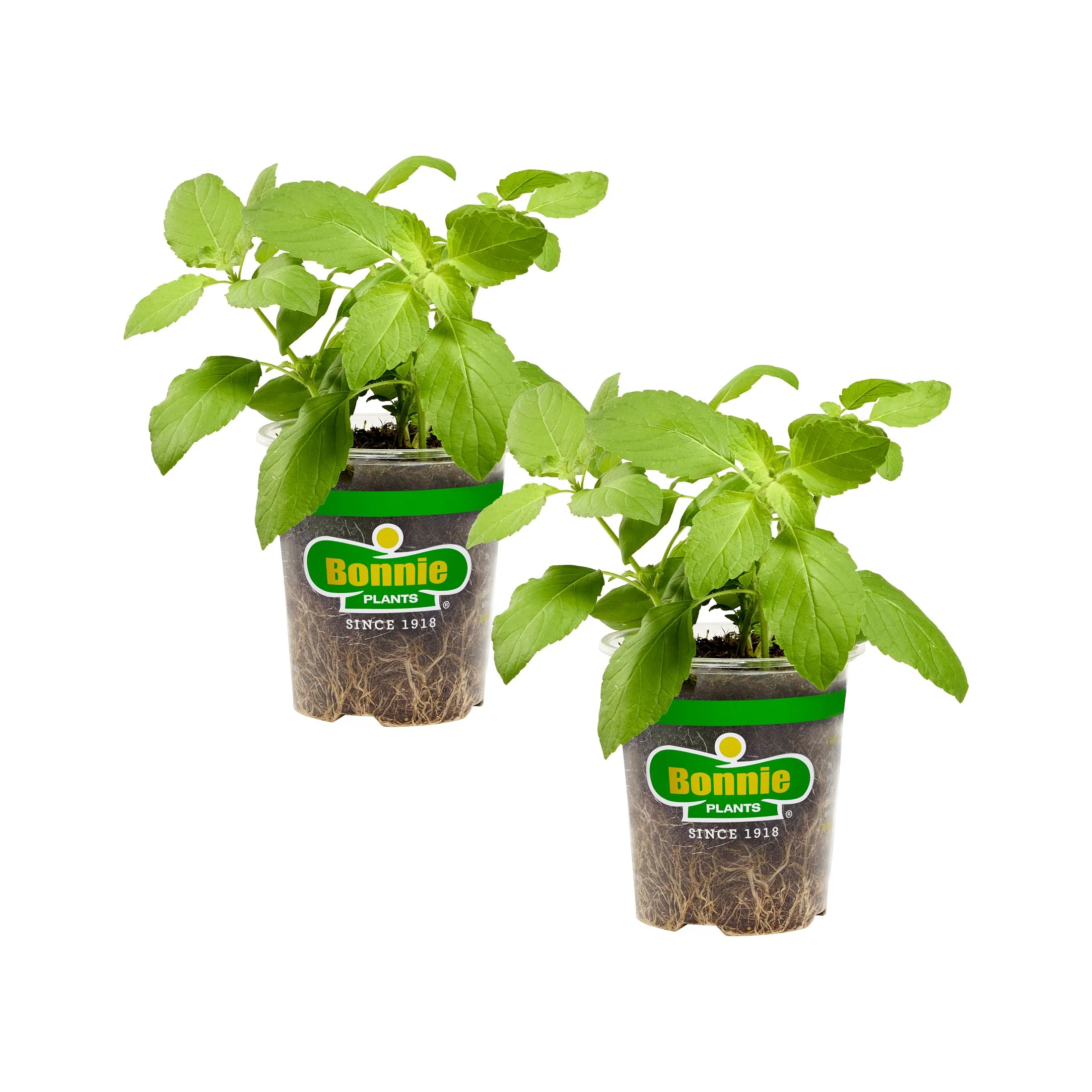 Holy Basil (2 Pack) - Image 6