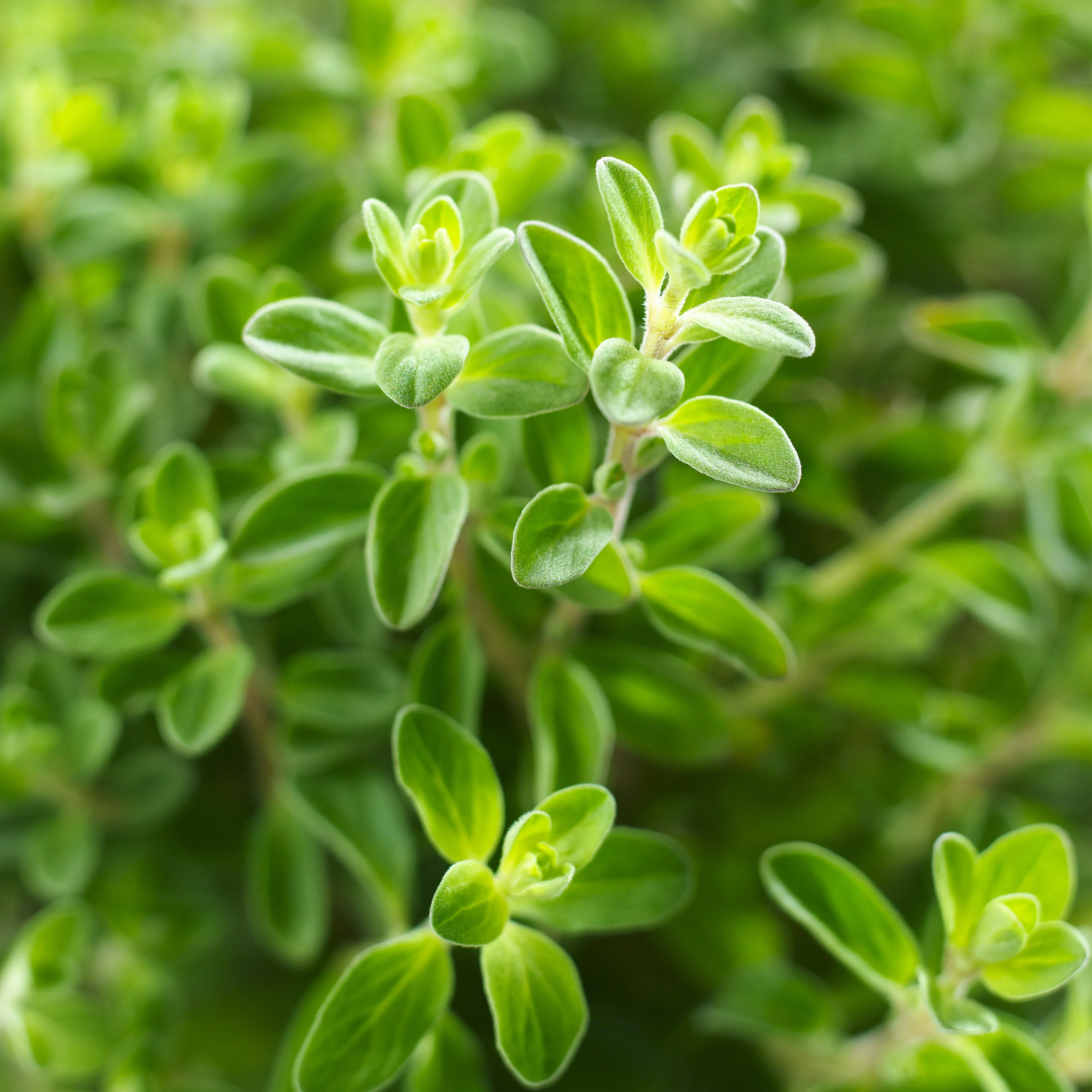Italian Oregano (2 Pack) - Image 3