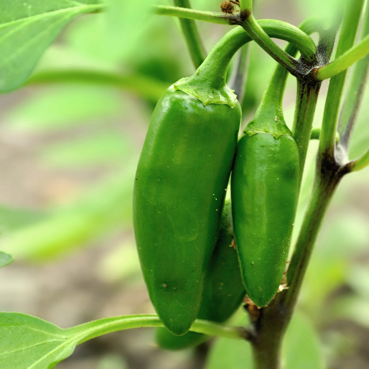 Jalapeno Hot Pepper (2 Pack) - Image 3