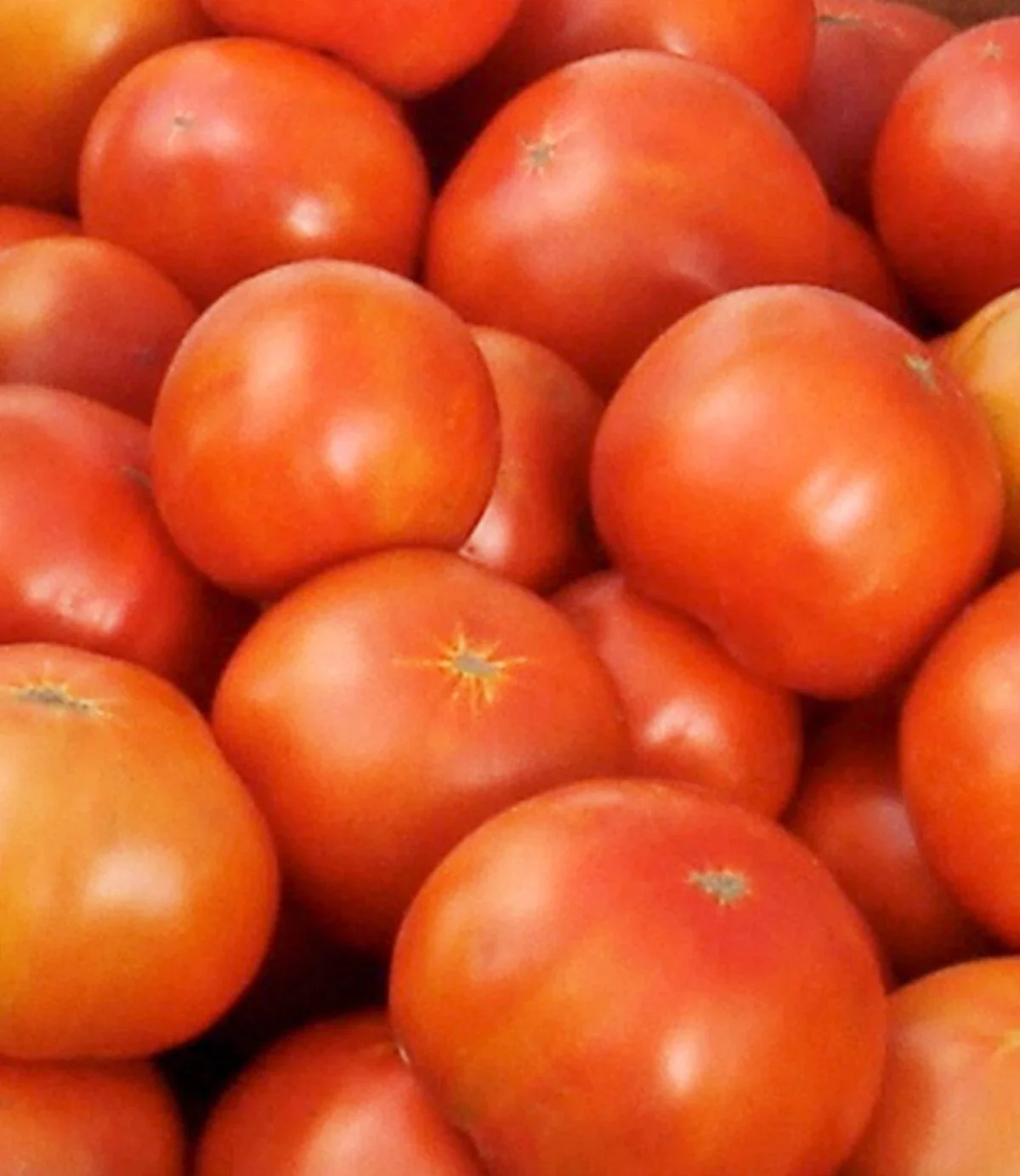 Jet Star Tomato (2 Pack) - Image 2