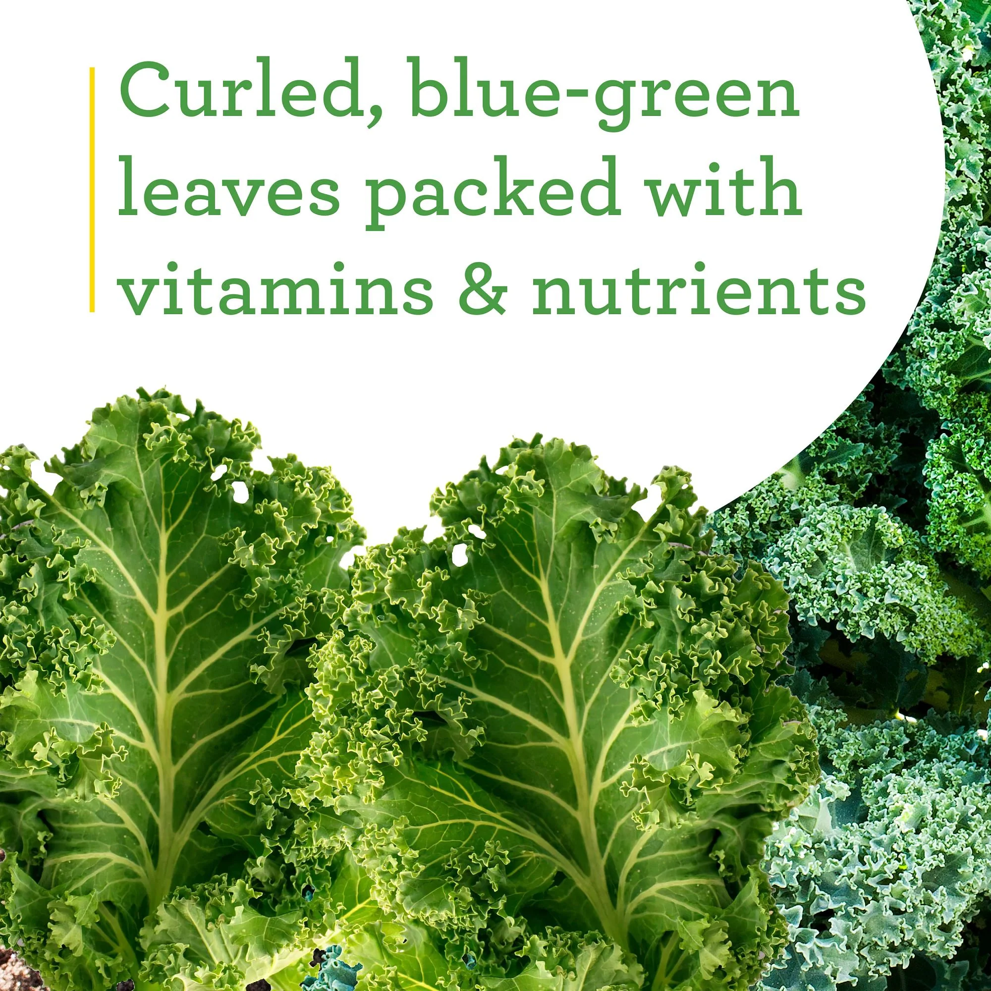 Curly Kale (2 Pack) - Image 4