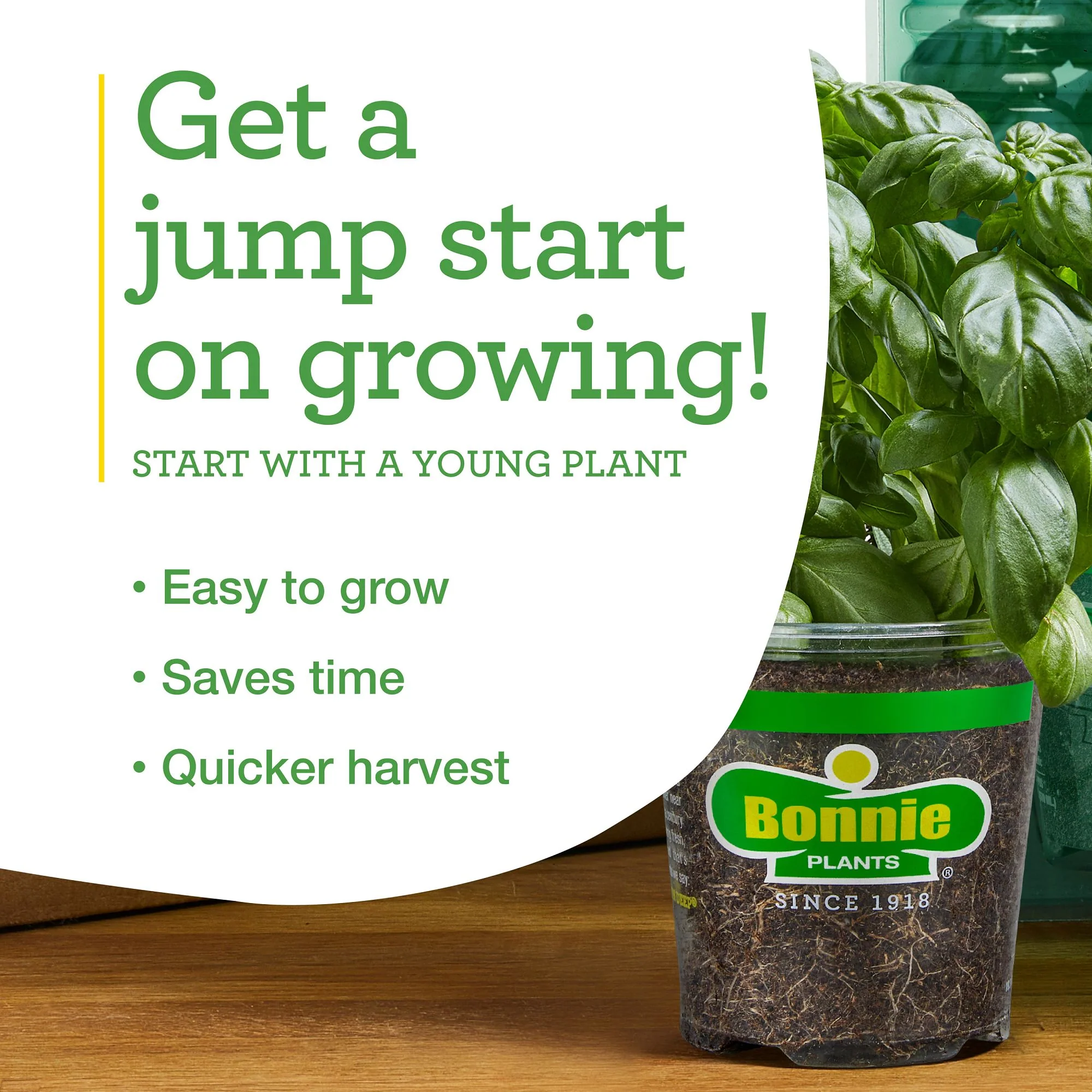 Curly Kale (2 Pack) - Image 5