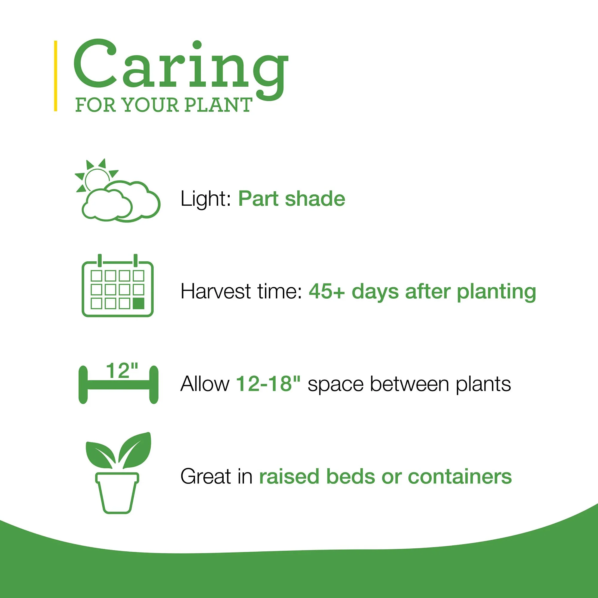 Curly Kale (2 Pack) - Image 6