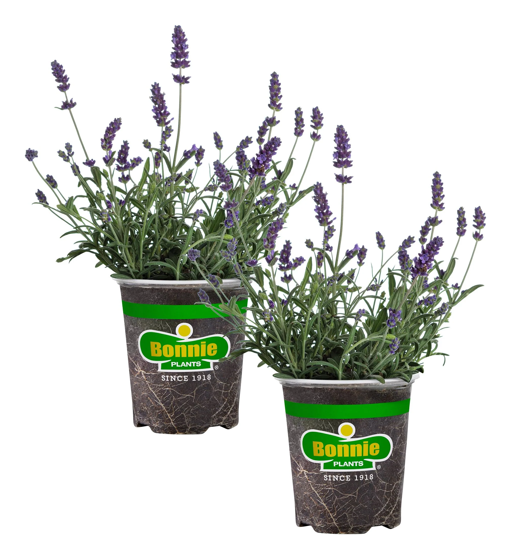 Lavender (2 Pack) - Image 3