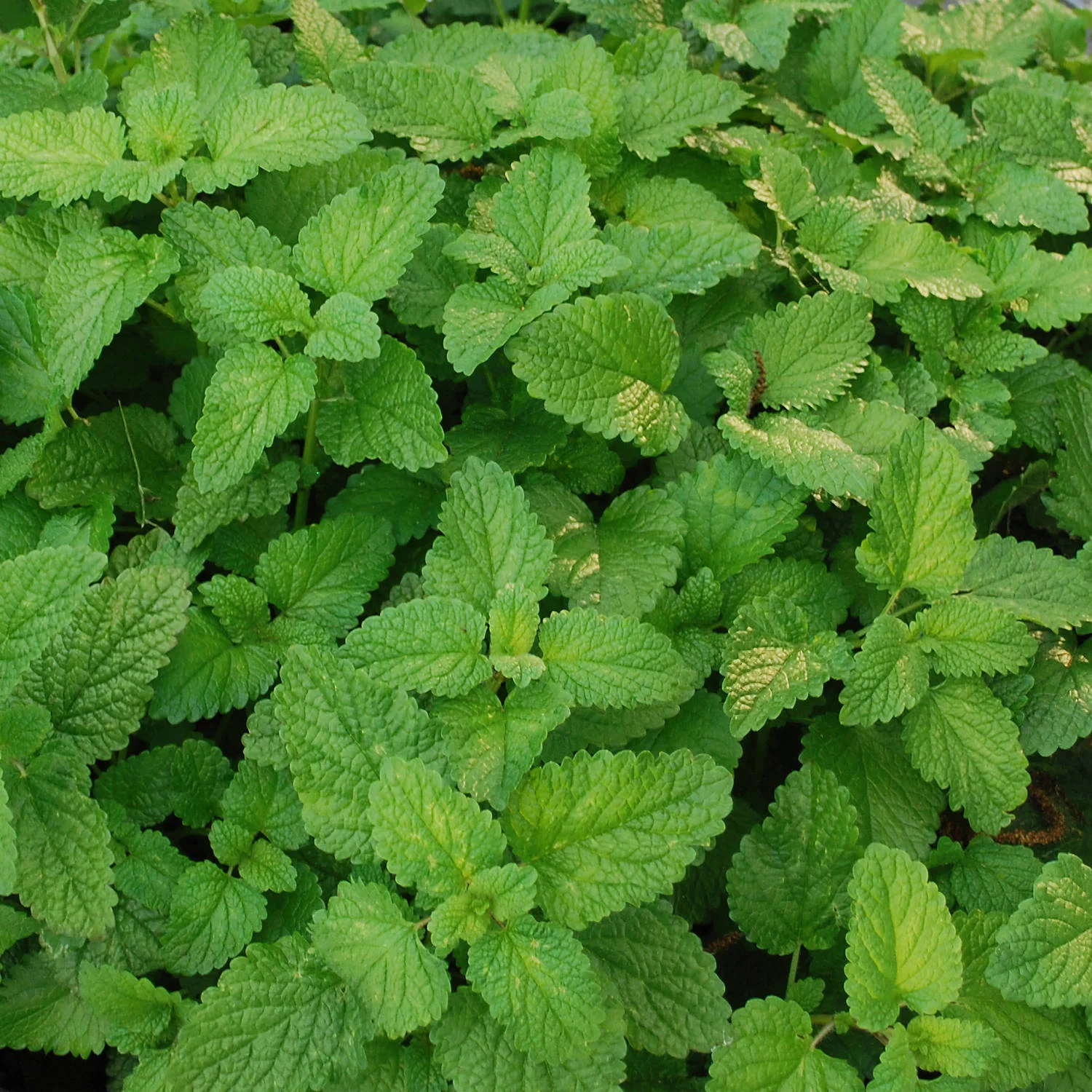 Lemon Balm (2 Pack) - Image 3