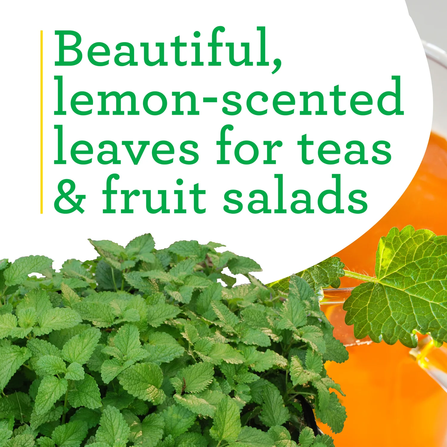 Lemon Balm (2 Pack) - Image 4