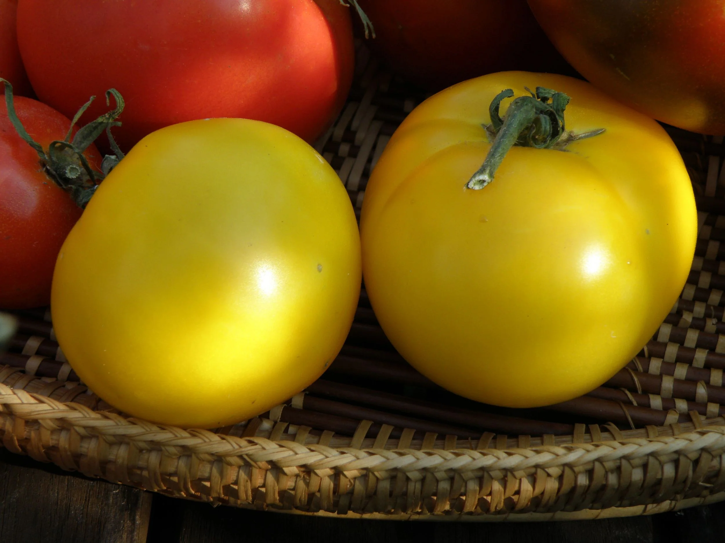 Lemon Boy Tomato (2 Pack)