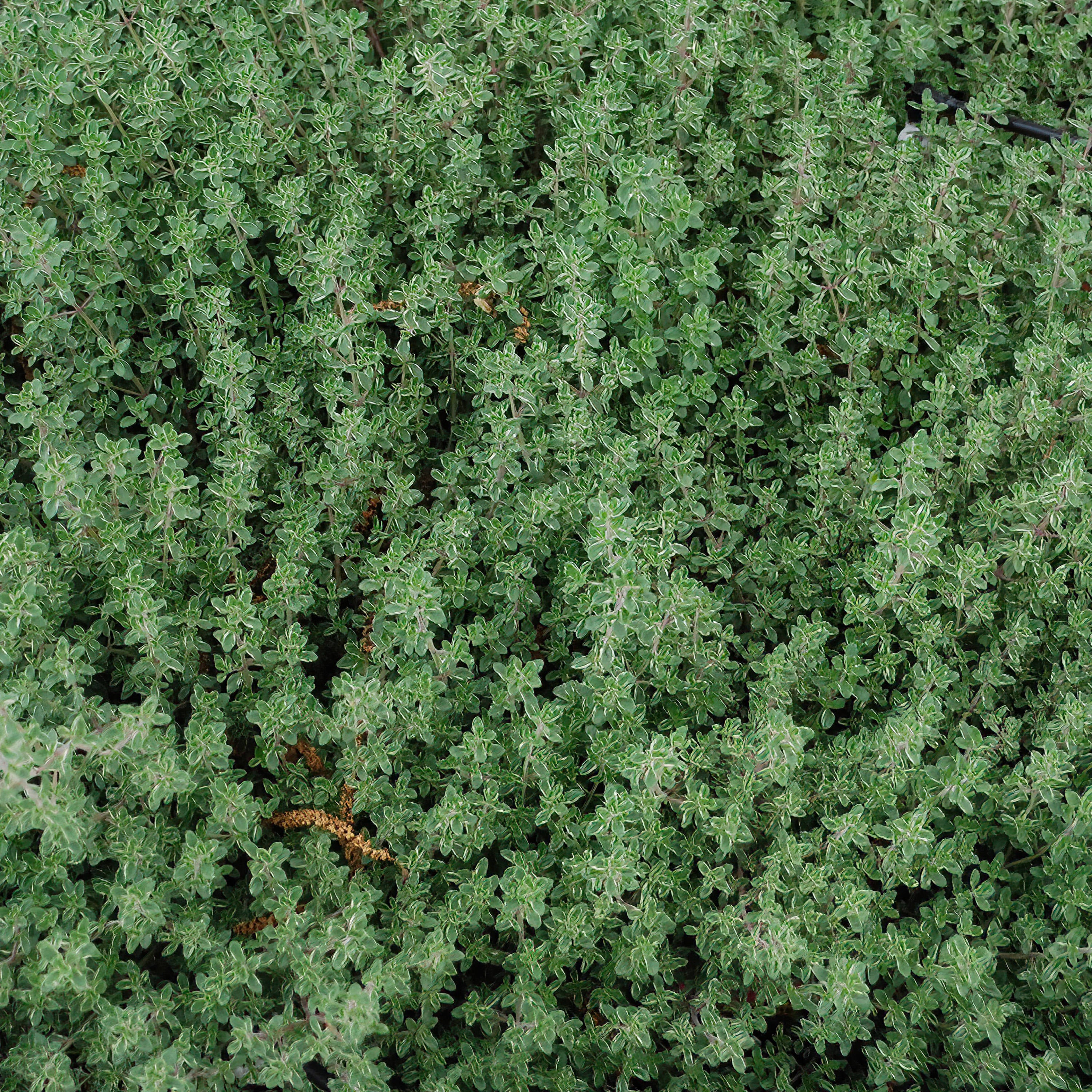Lemon Thyme (2 Pack) - Image 3
