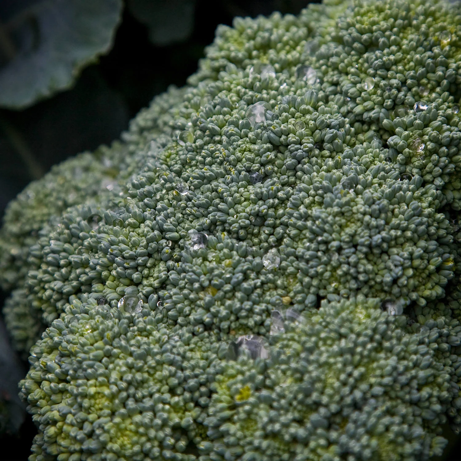 Lieutenant Broccoli (2 Pack) - Image 3