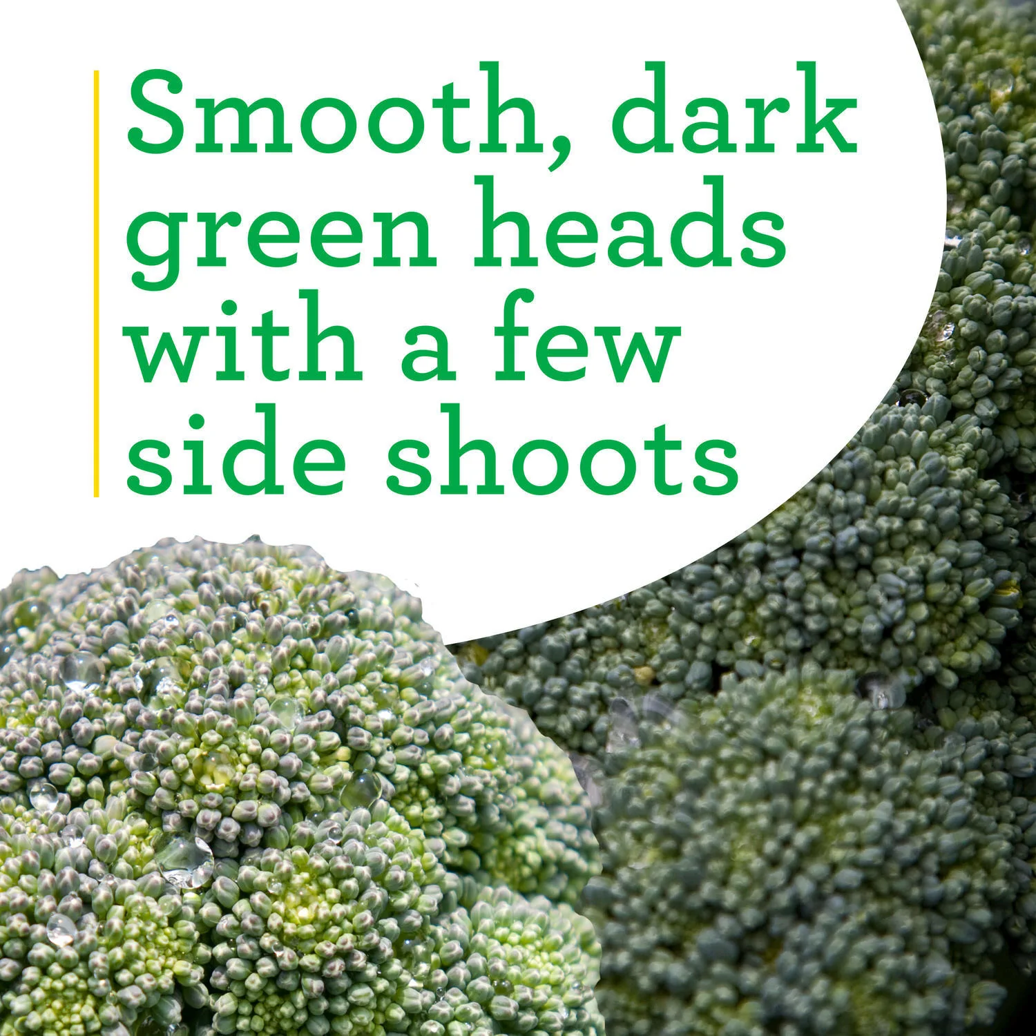 Lieutenant Broccoli (2 Pack) - Image 4
