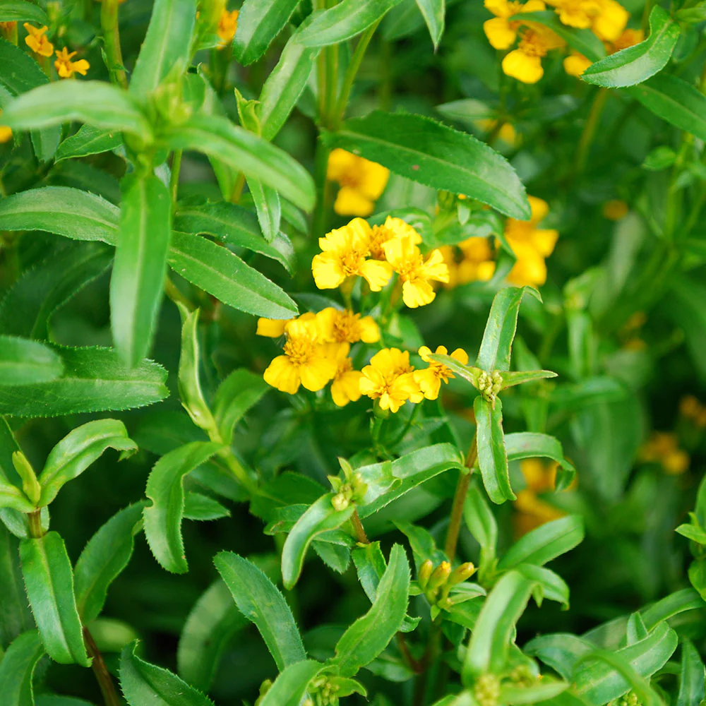 Mexican Tarragon (2 Pack) - Image 3